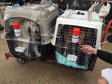 This is Winter and Markus in their crates on a trolley at the Seattle-Tacoma International Airport