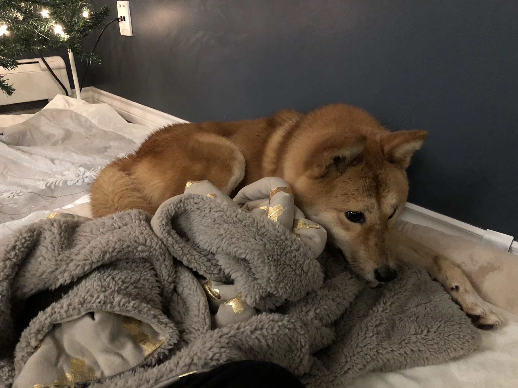 Markus still a little timid after coming out of the crate on his first night in Vancouver