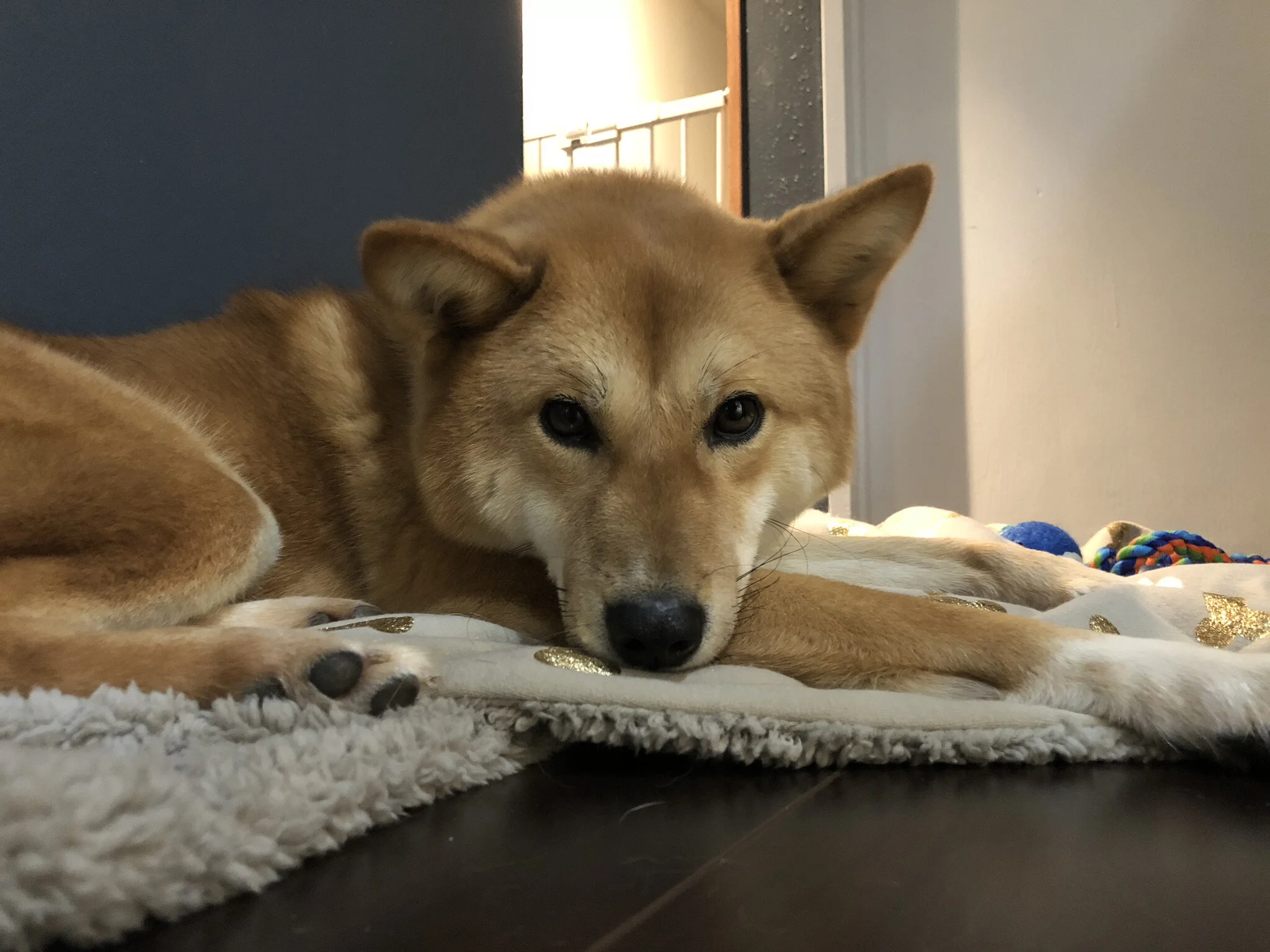 Markus resting on his blanket with this toys in his new home