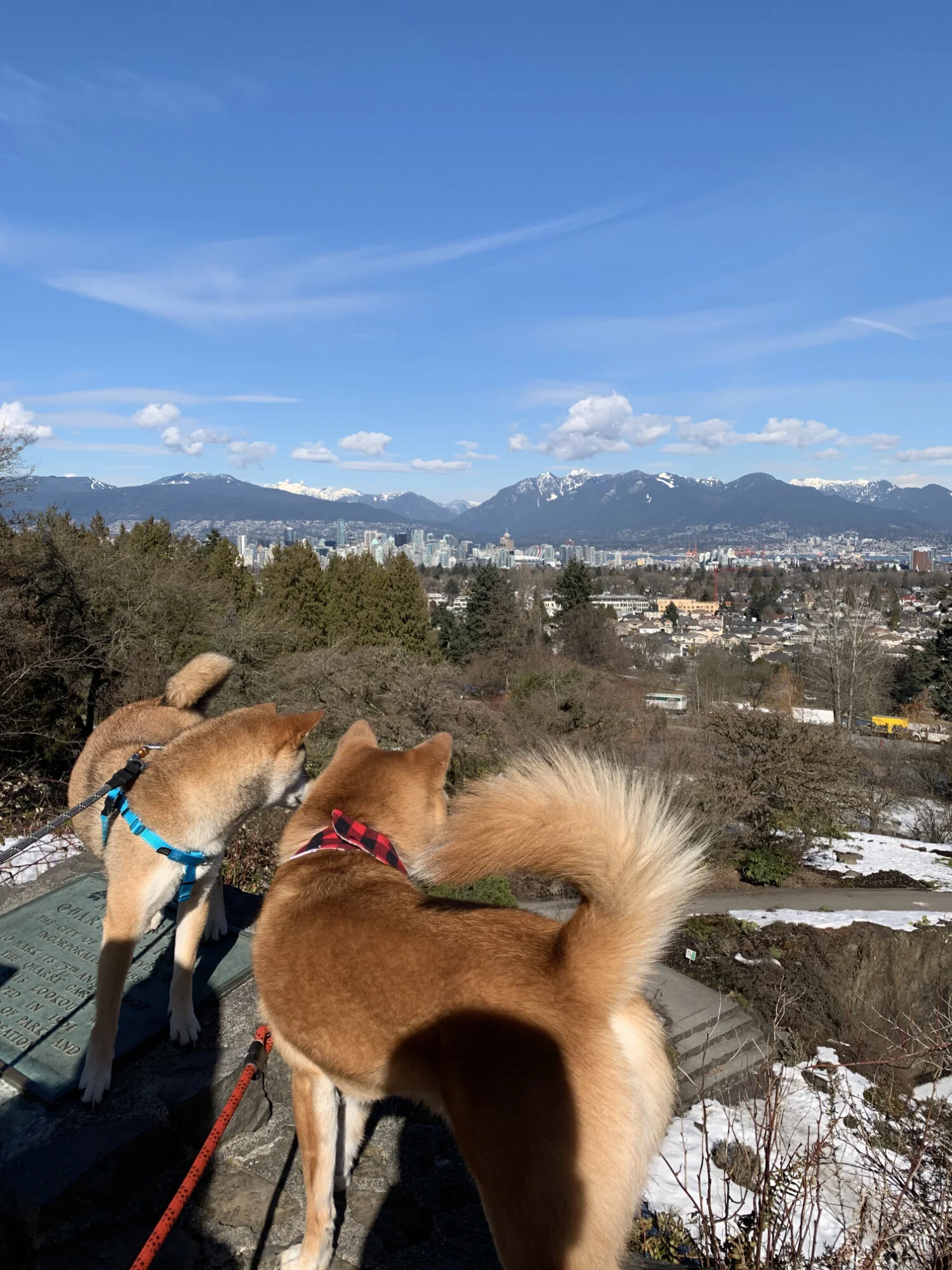 Markus (right) enjoying the view at the top of Queen Elizabeth Park with his friend