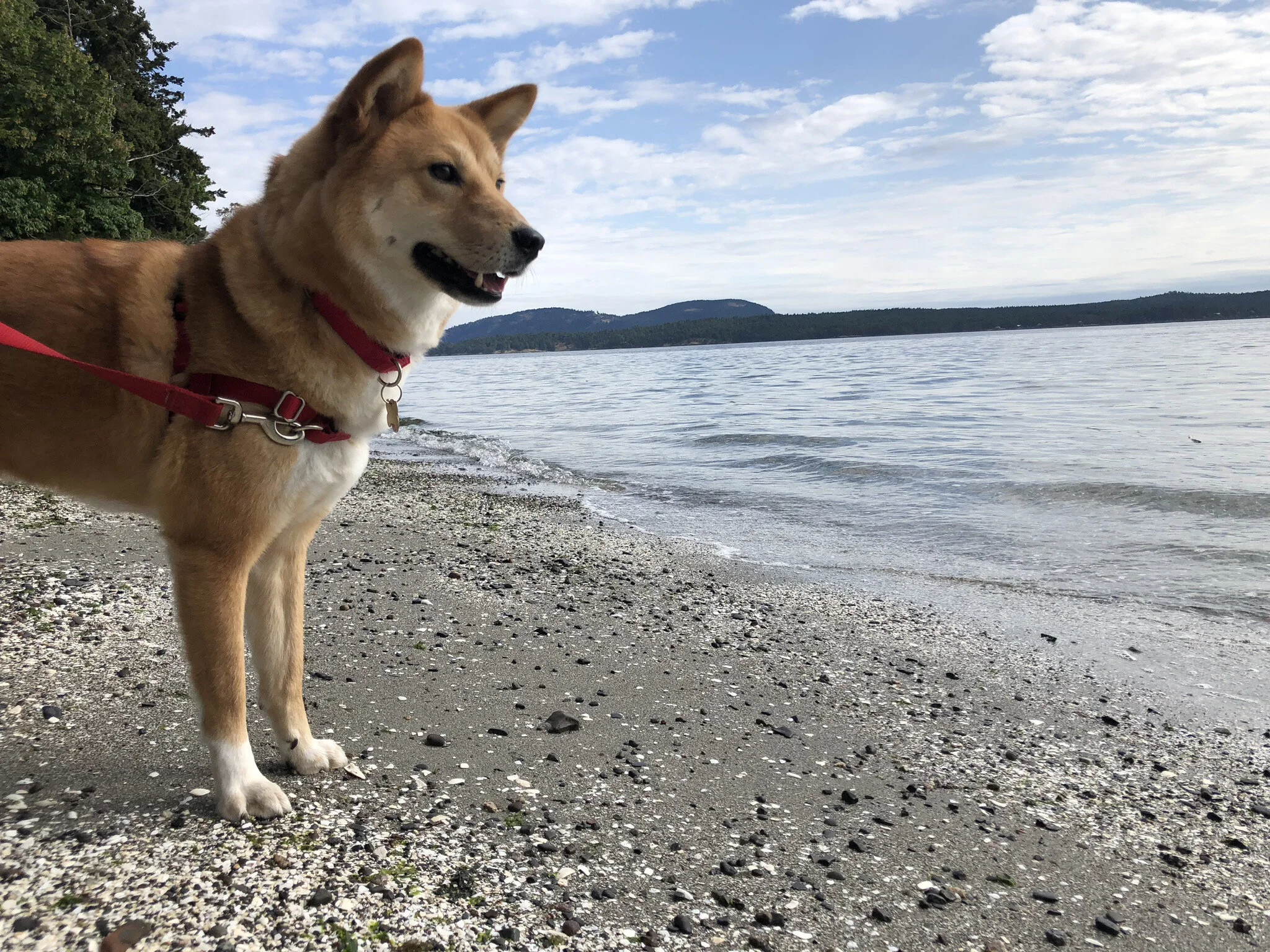 Markus standing by the sand and pebble beach off the Chris Hatfield Trail by Yeo Point in the Ruckle Provincial Park