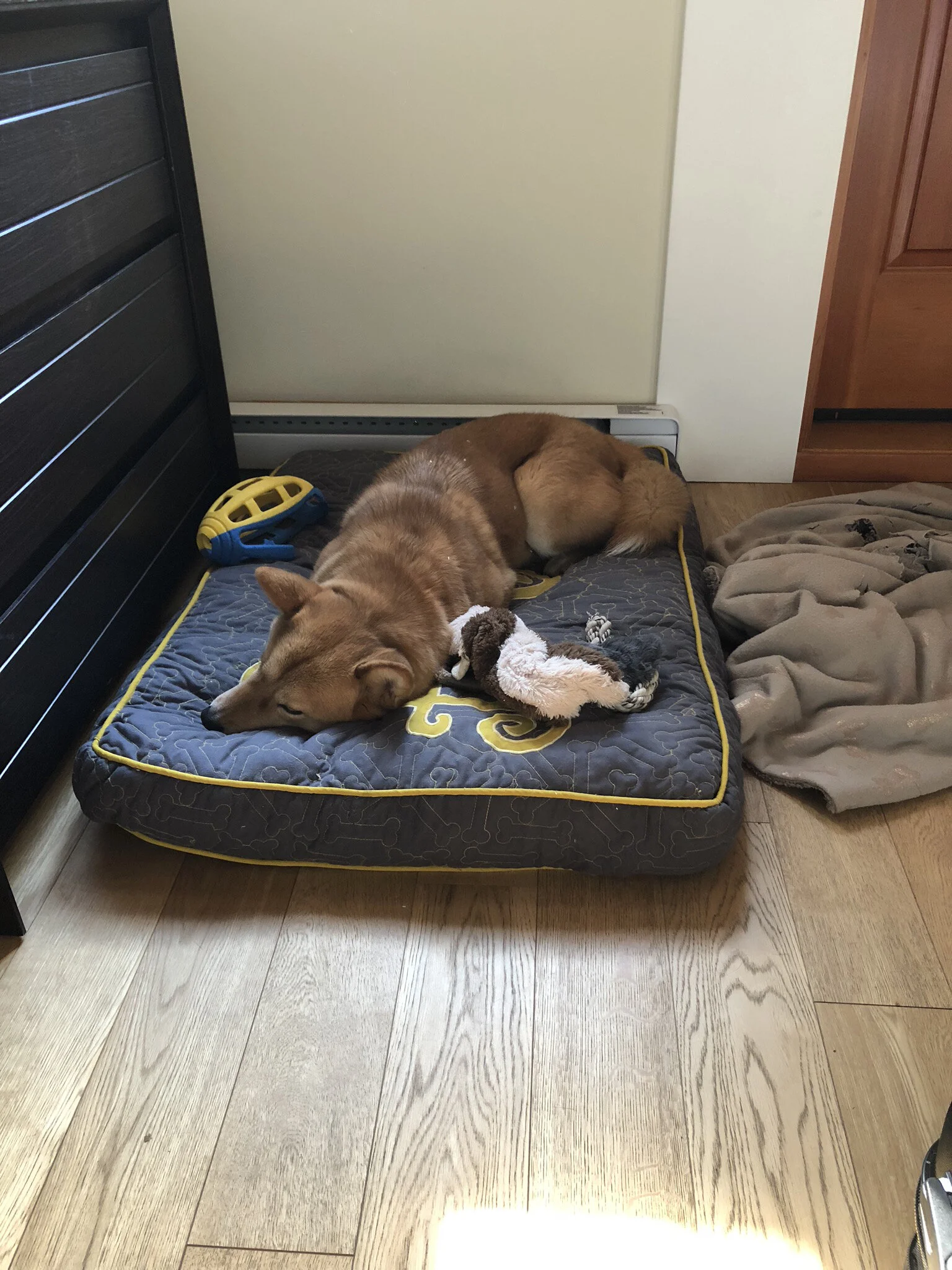 Markus passed out on the doggie bed that Mariner’s Loft provided for us