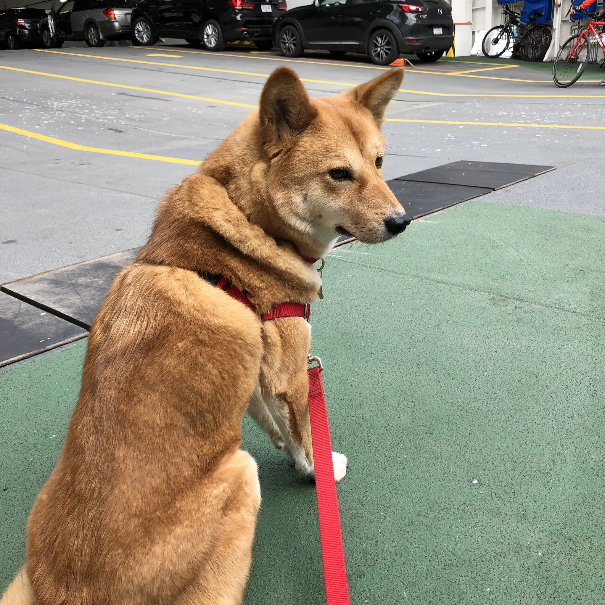 Markus waiting on the BC Ferries on the way to Salt Spring Island