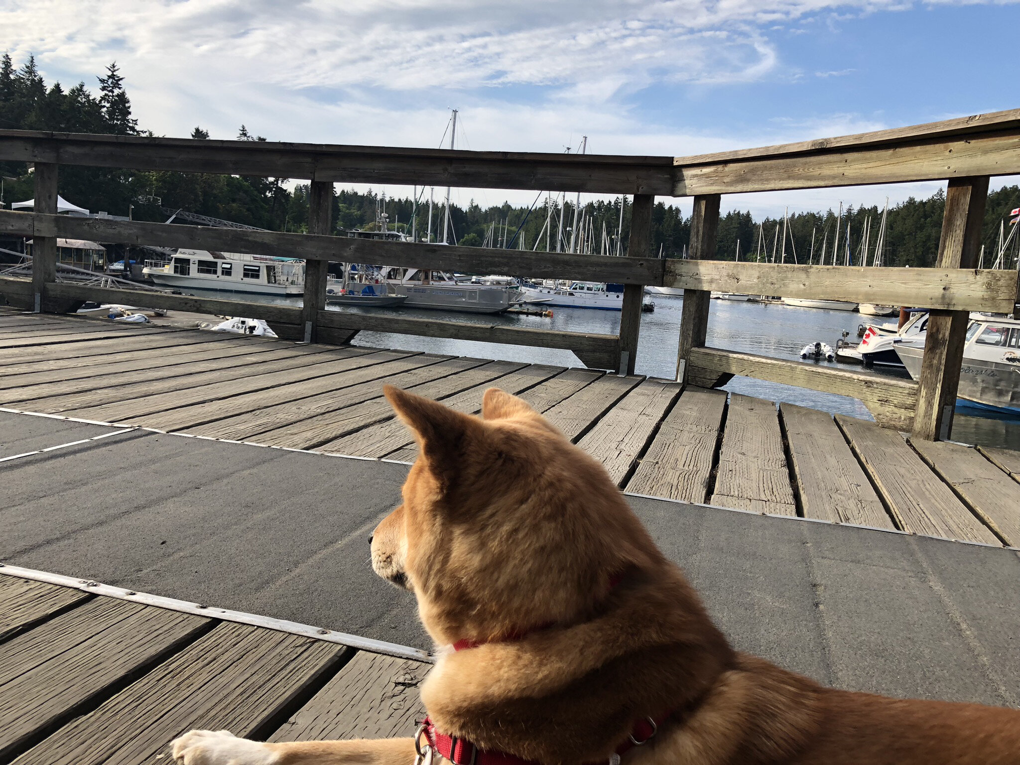 Markus resting outside the Oystercatcher Seafood Bar & Grill patio while we enjoyed lunch
