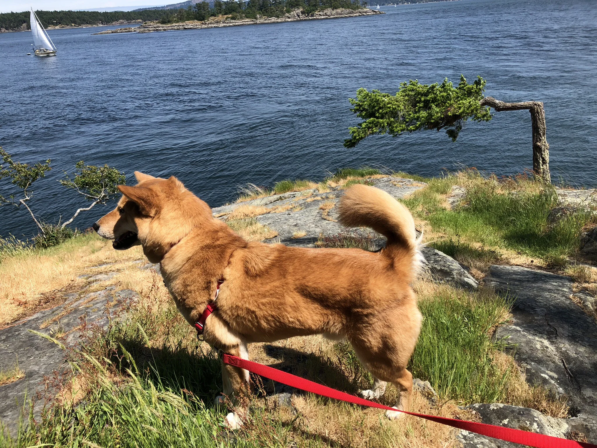 Markus getting his tail blown over like the tree behind him at the top of Yeo Point