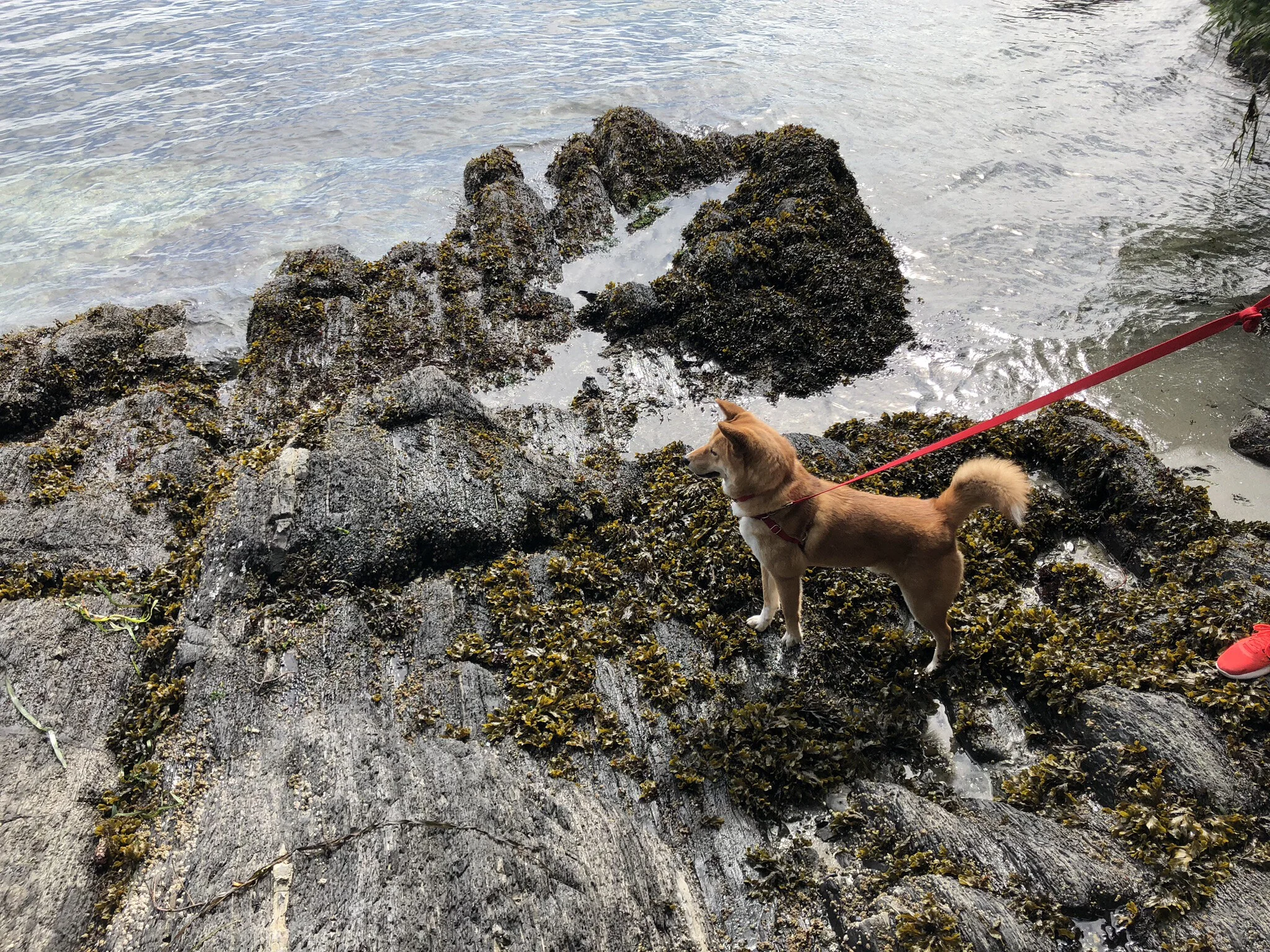 Markus walking along the rocky areas of the sand and pebble beach by Yeo Point