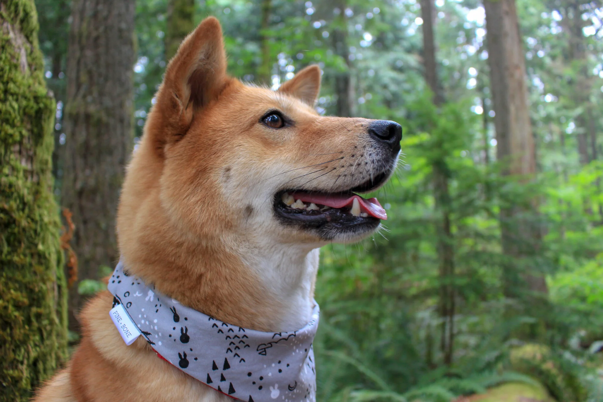 Markus posing with his bandana from Pine + Bone on the Twin Falls Trail, Washington