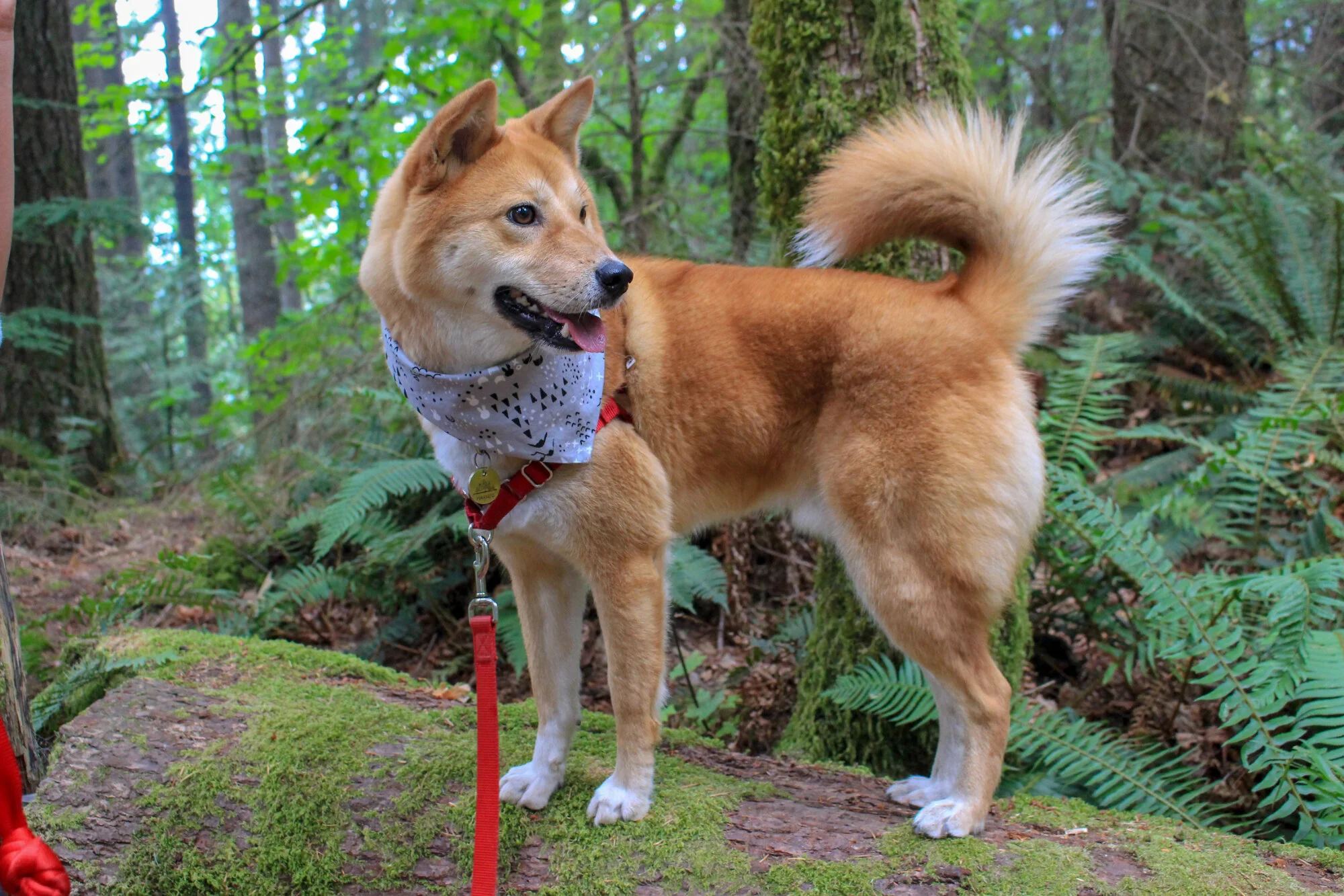 Markus practicing his balance on a log on the Twin Falls Trail, Washington