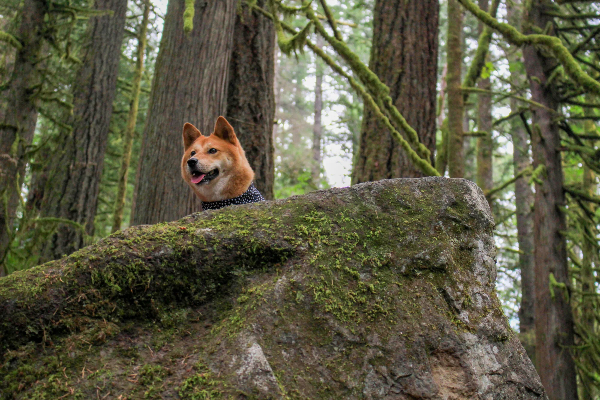 Markus poking his head out from behind a rock on the Twin Falls Trail, Washington