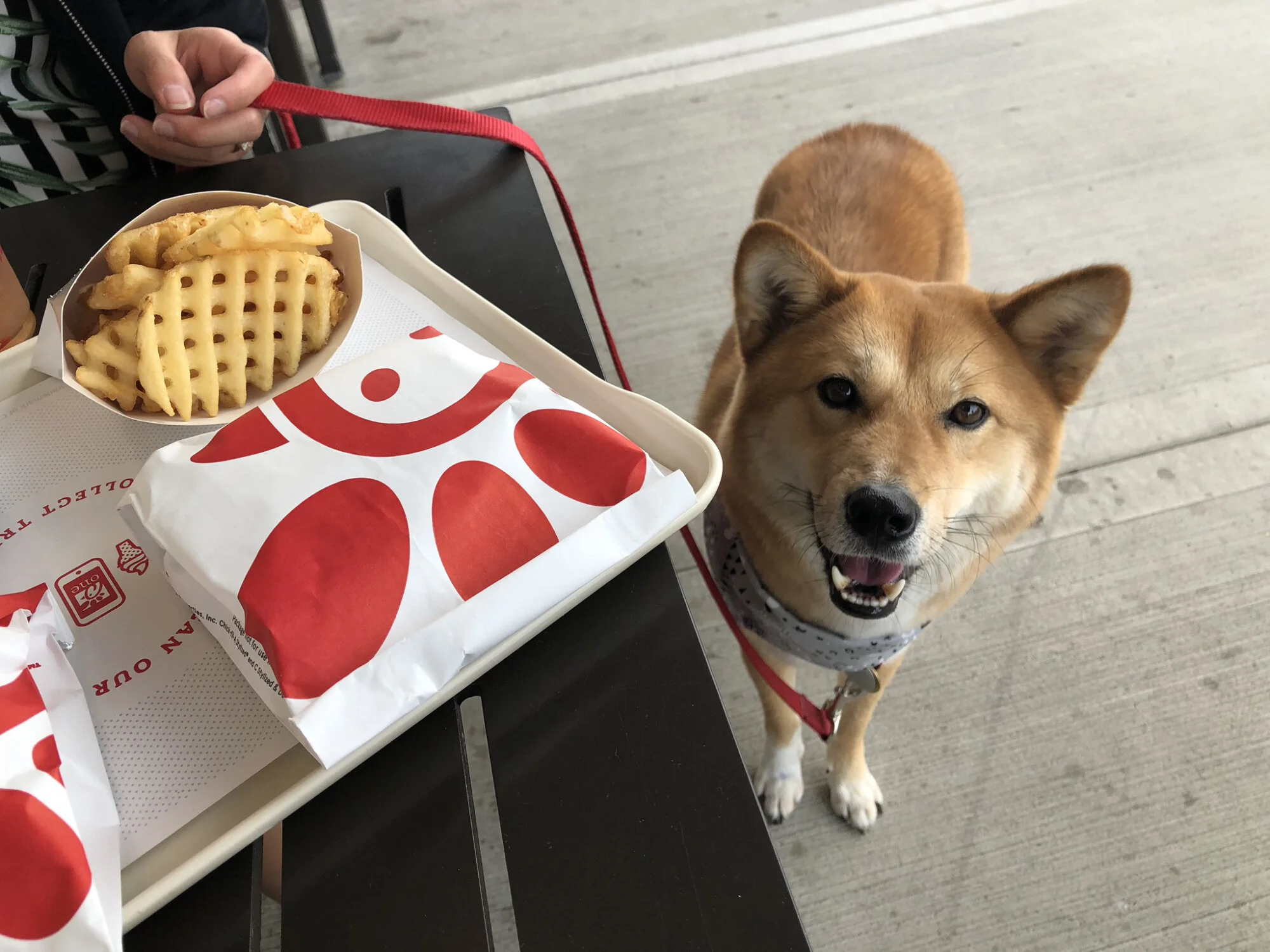 Markus smiling and hoping we’ll give him some Chik-fil-A