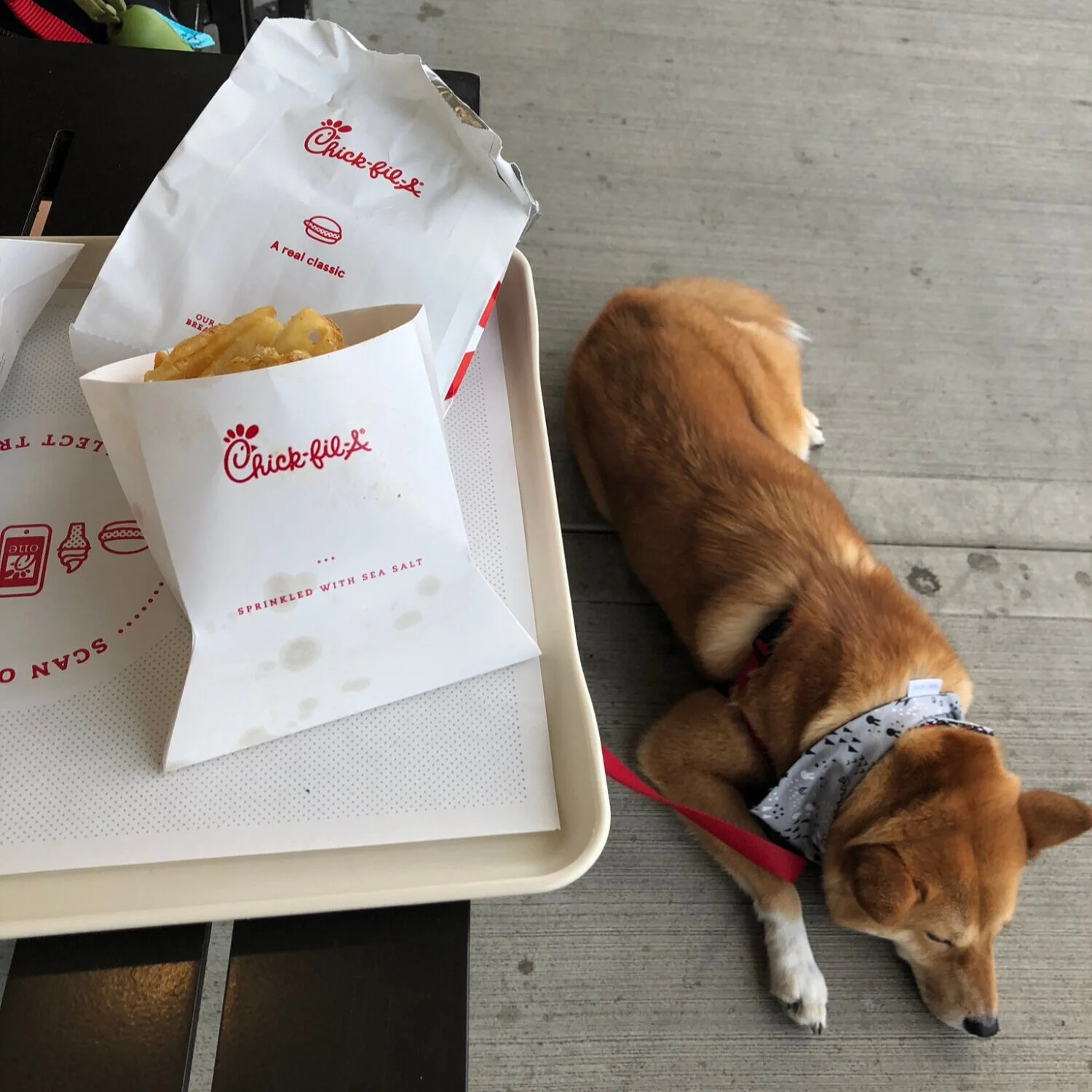 Markus upset with us after we didn’t give him any Chik-fil-A