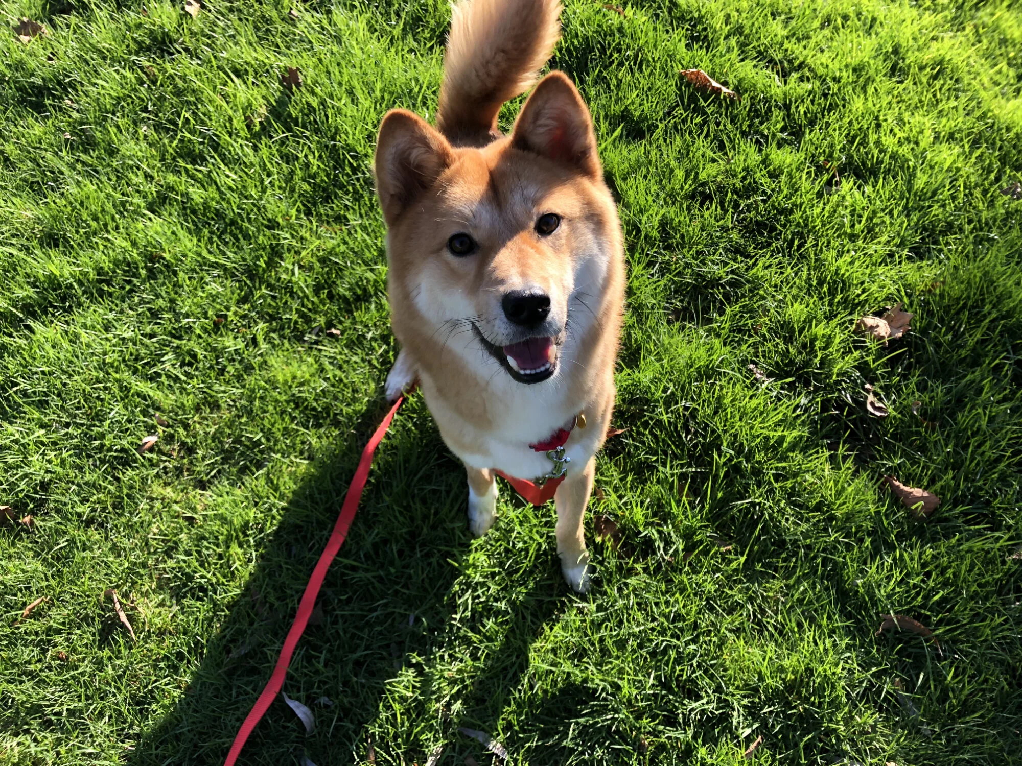 Markus smiling with his new life as a rescued dog in North America