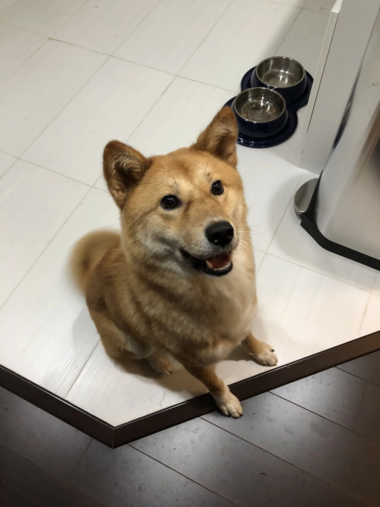 Markus learning his first trick of sitting with ease