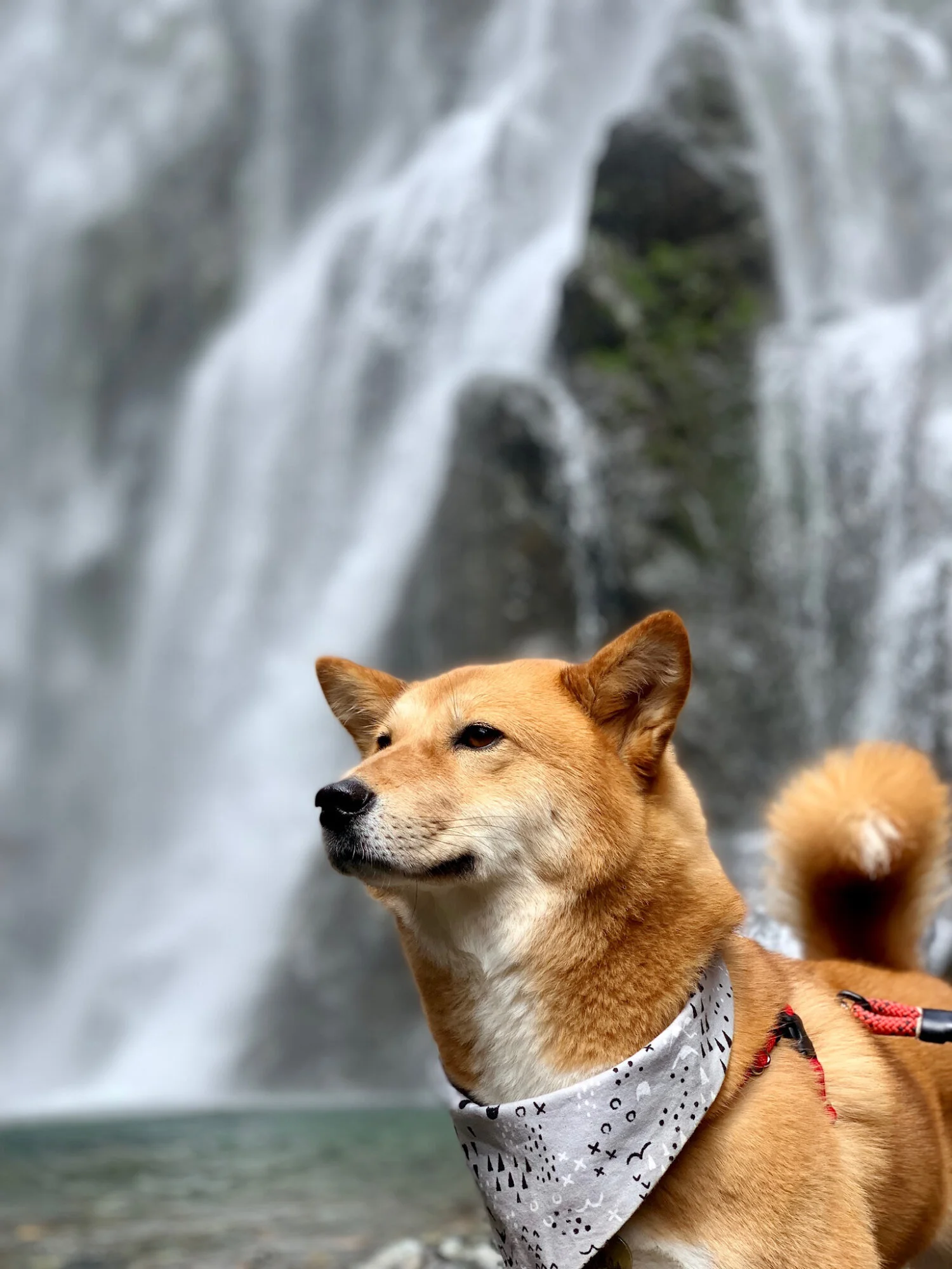 Markus posing in front of the beautiful waterfall at the end of the Henline Falls Trail in Oregon