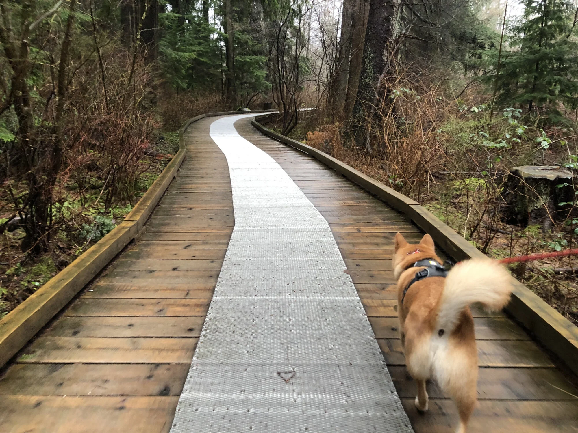 Markus walking along the wooden walkway that’s raised above a highly sensitive ecological area in Deer Lake Park