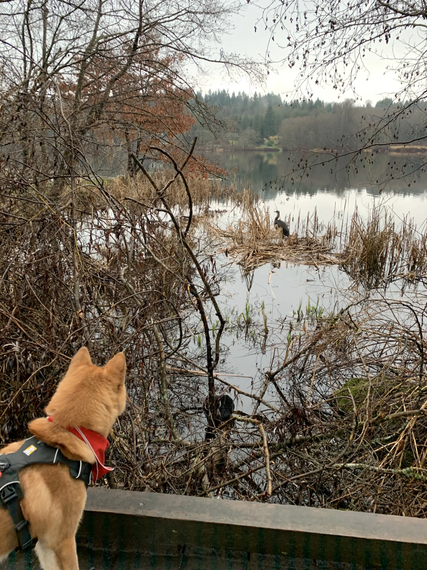 Markus looking into the lake and watching the crane with his little eyes at Deer Lake Park