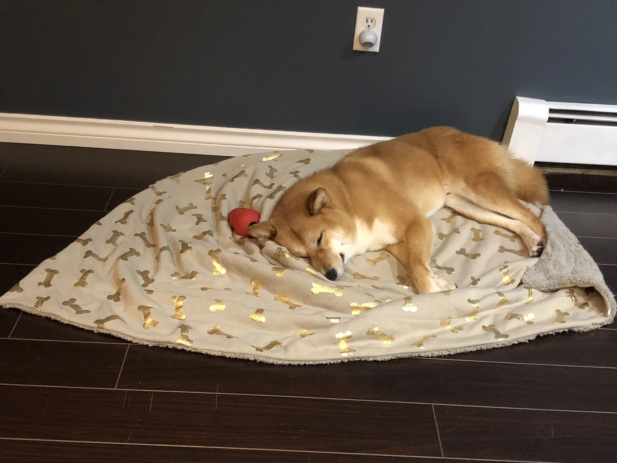 Markus absolutely passed out on his blanket and bed at home