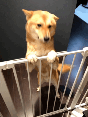 Markus excitedly greeting us at the gate after a long day