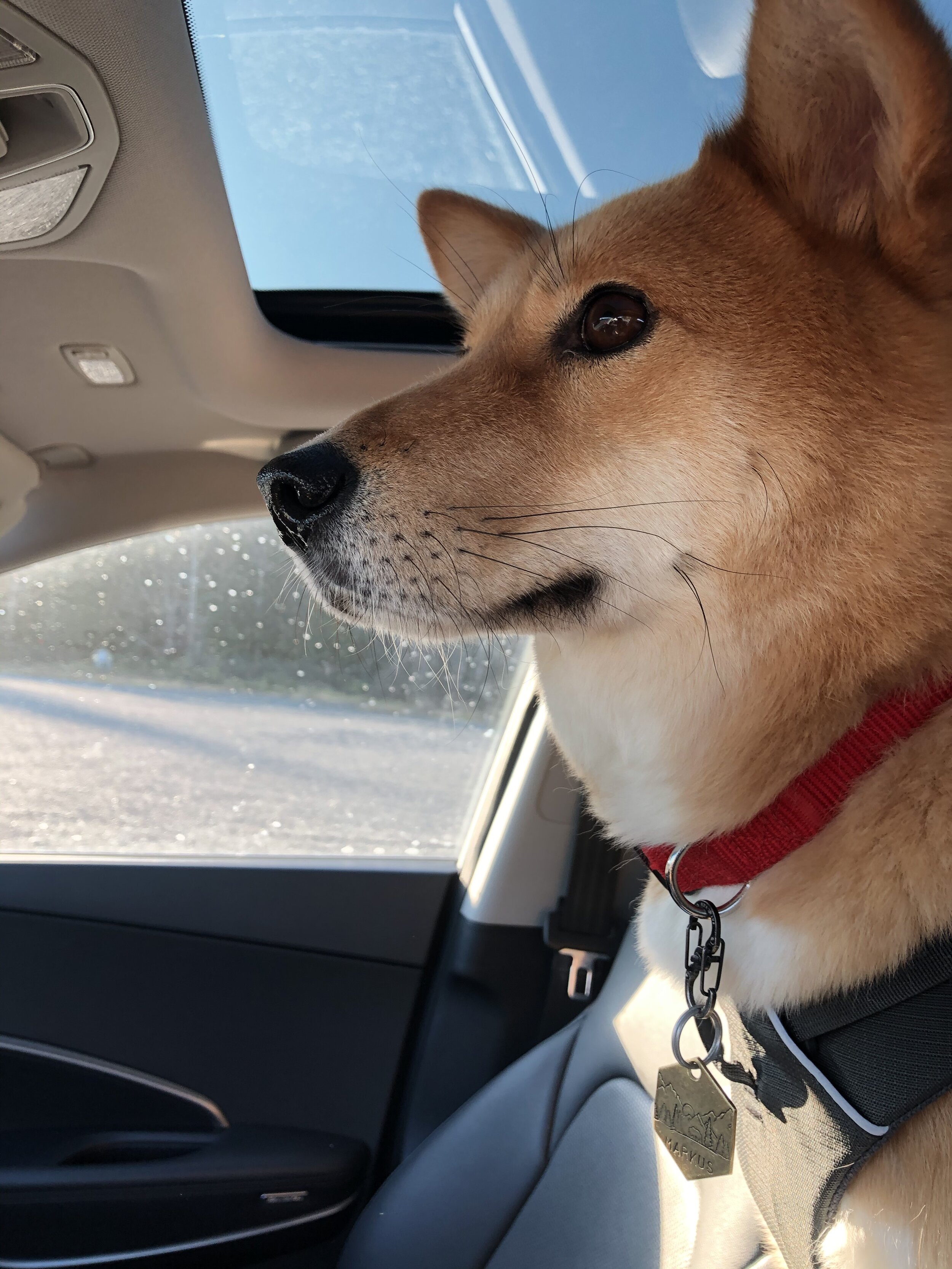 Markus looking ahead in the car on a road trip