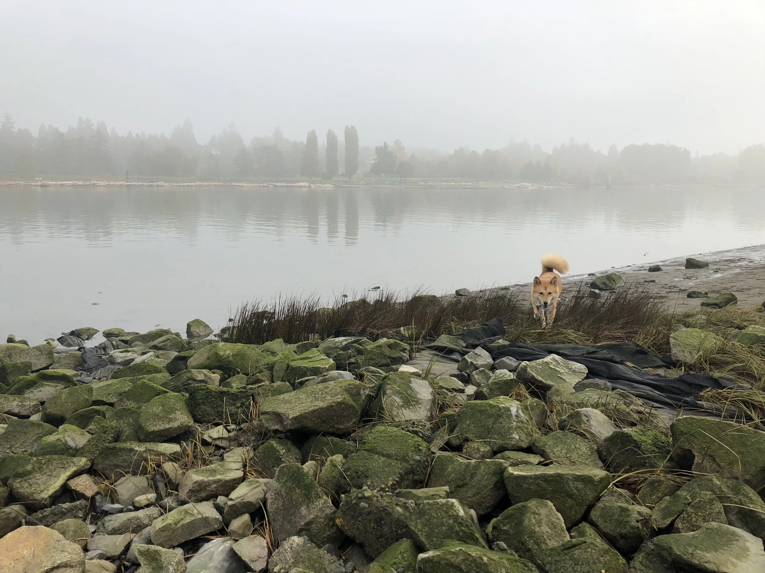 Markus walking by the water off-leash through the beach and the rocks at McDonald Beach Park