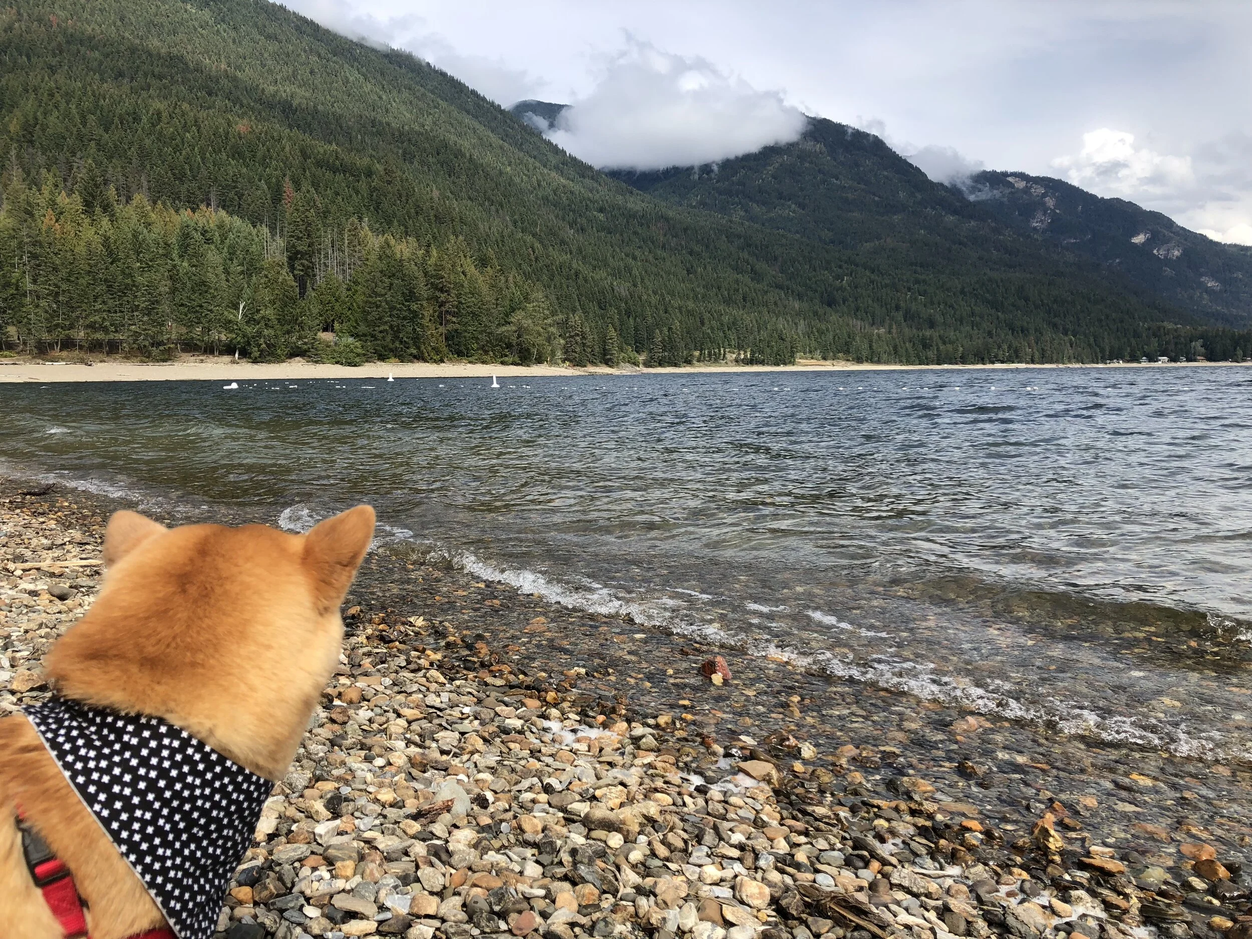 Markus looking out at the mountains and water at Herald Provincial Park
