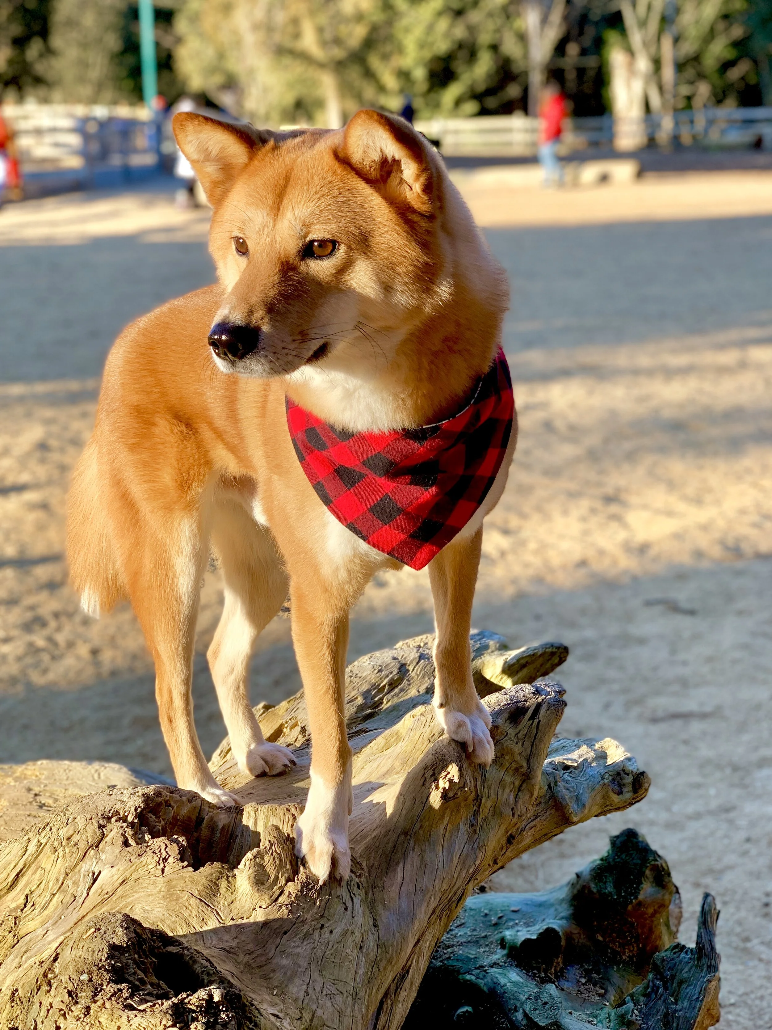 Markus posing on a log at the Renfrew Community Park Dog Off-Leash Enclosure