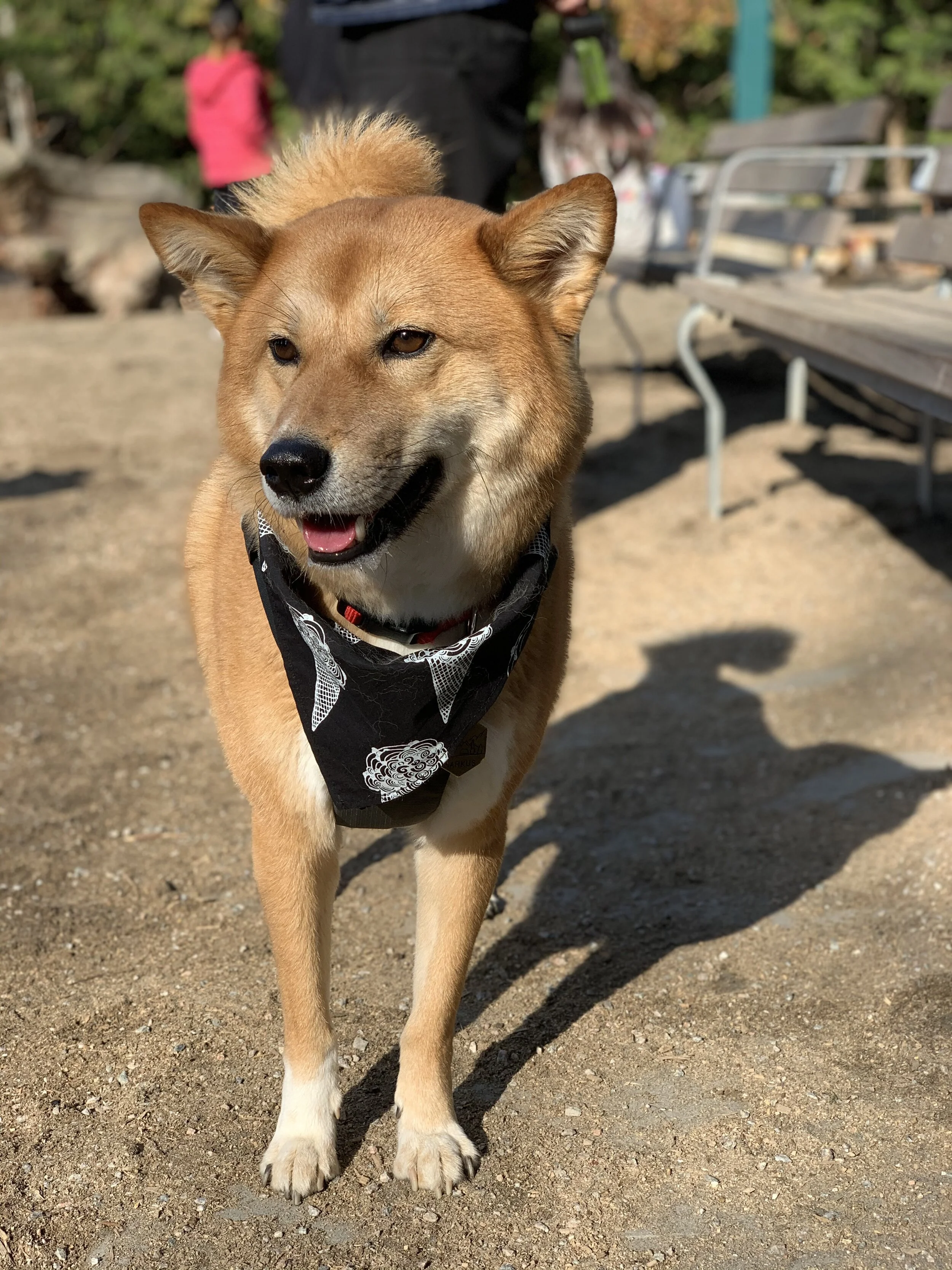 Markus smiling in front of the benches at the Renfrew Community Park Dog Off-Leash Enclosure