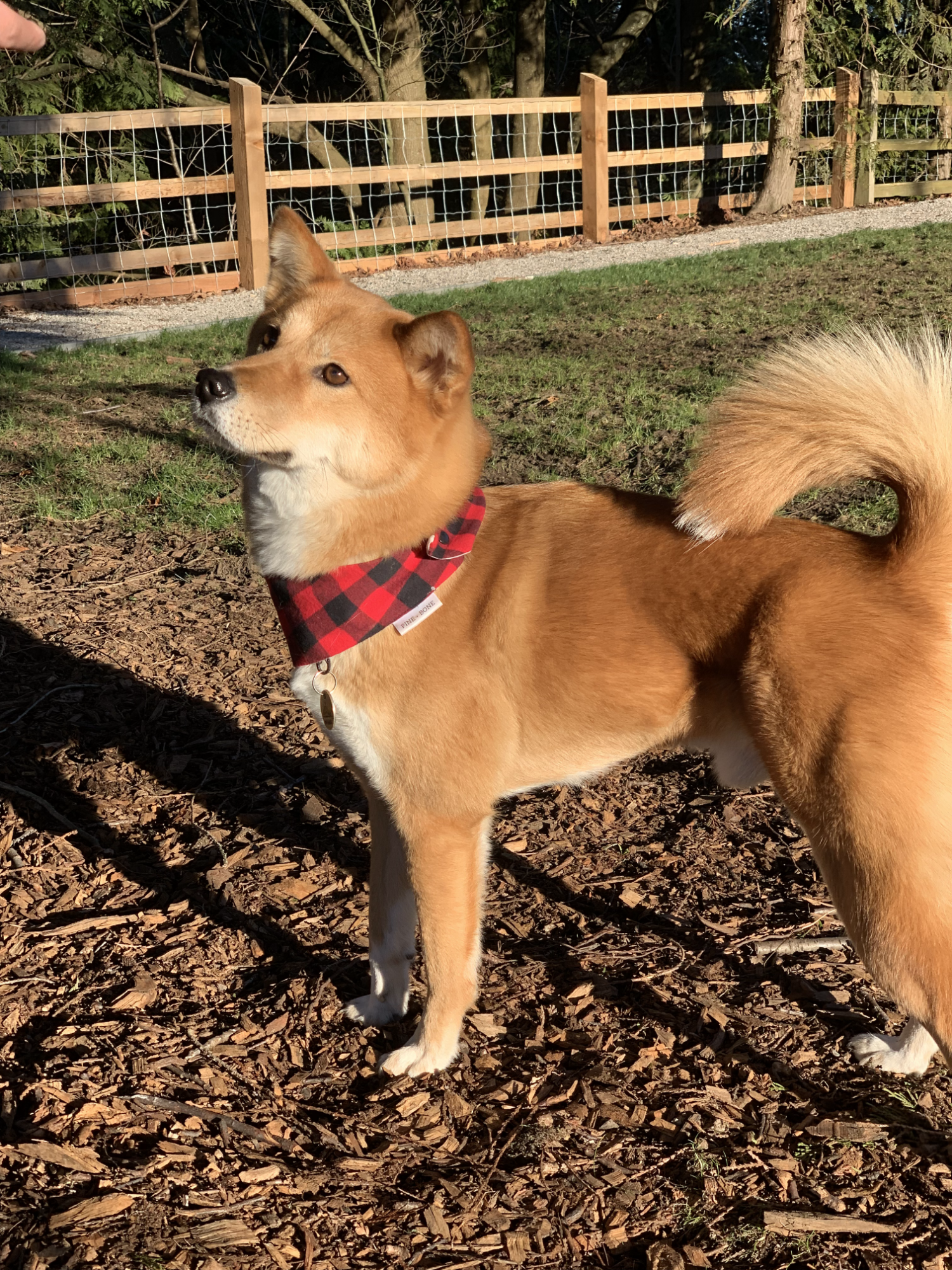 Markus standing on the wood chips section of the Renfrew Community Park Dog Off-Leash Enclosure