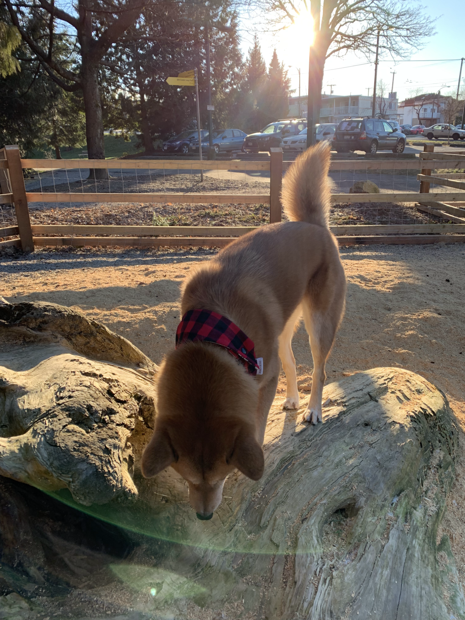 Markus looking to hop off a log at the Renfrew Community Park Dog Off-Leash Enclosure