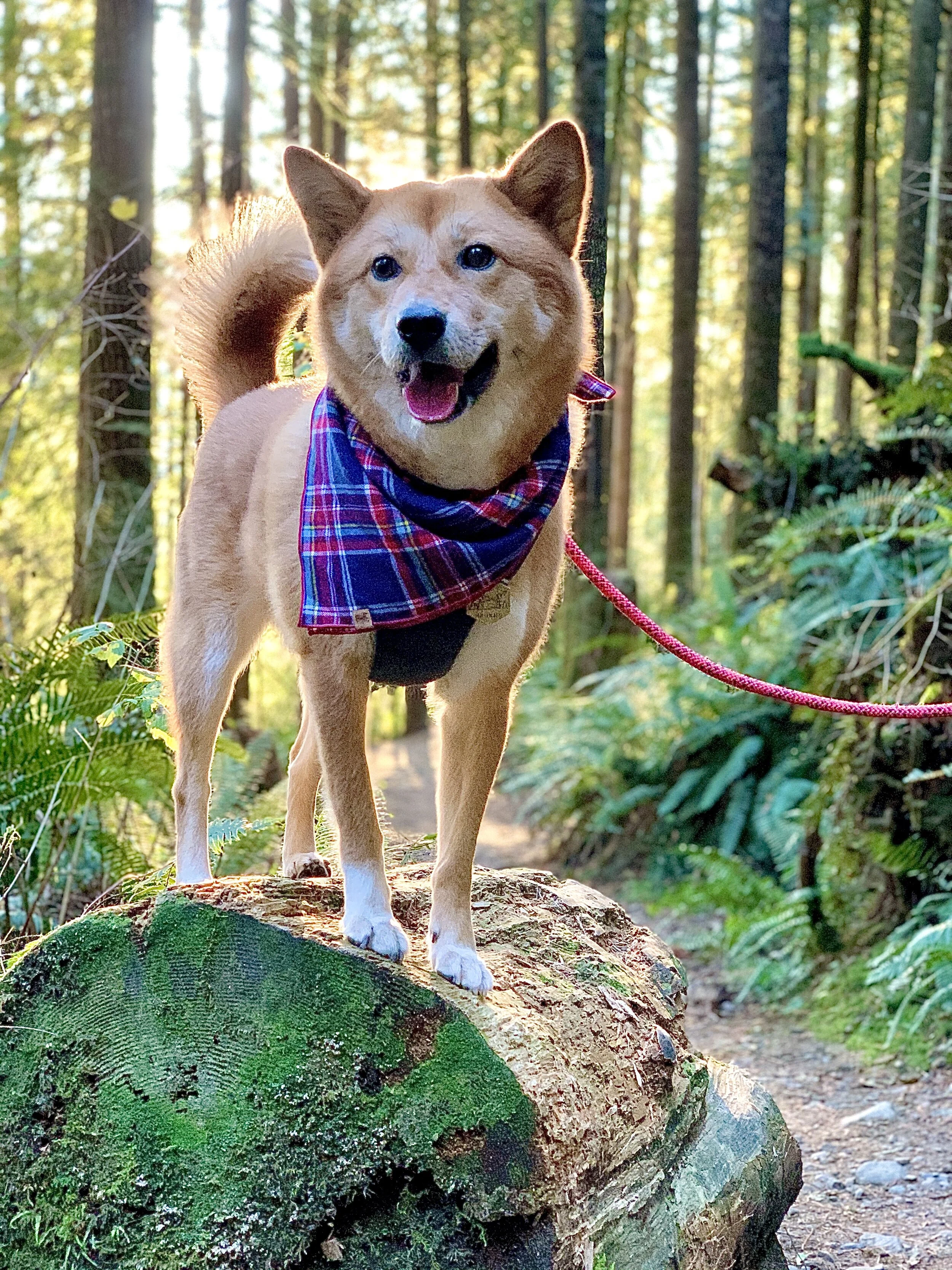 Markus smiling on a log at the Wallace Falls Trail