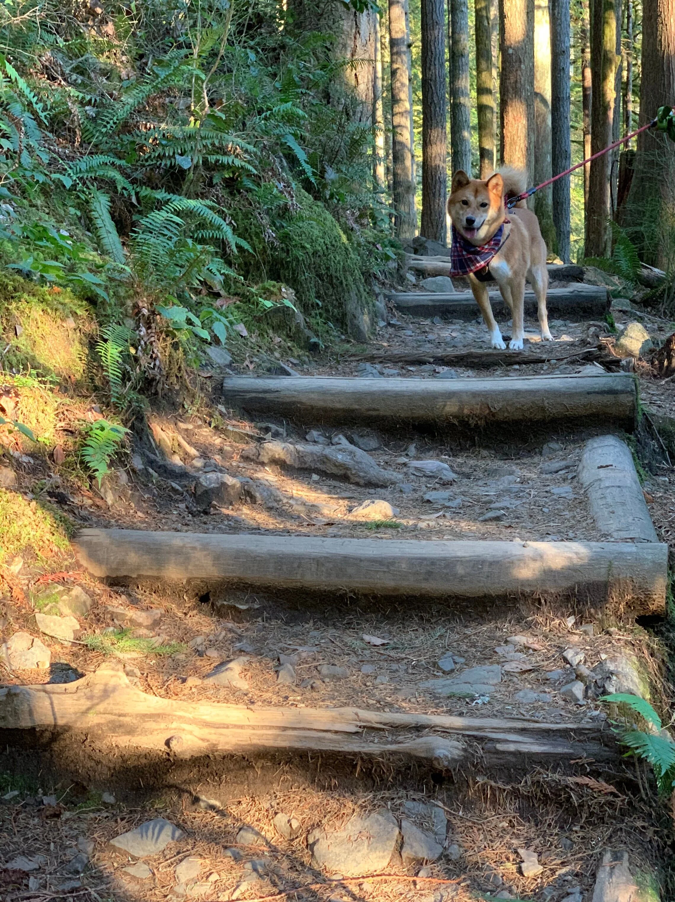 Markus atop the steps at Wallace Falls Trail in Wallace Falls State Park