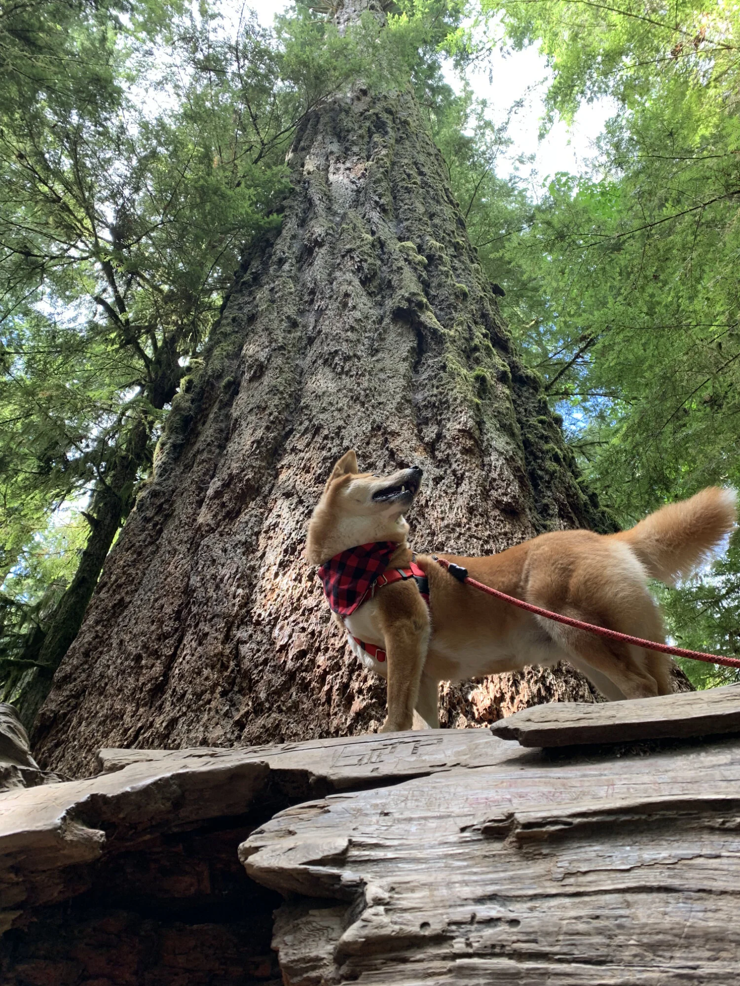 Markus posing in front of a large Douglas Fir at the Cathedral Grove in British Columbia