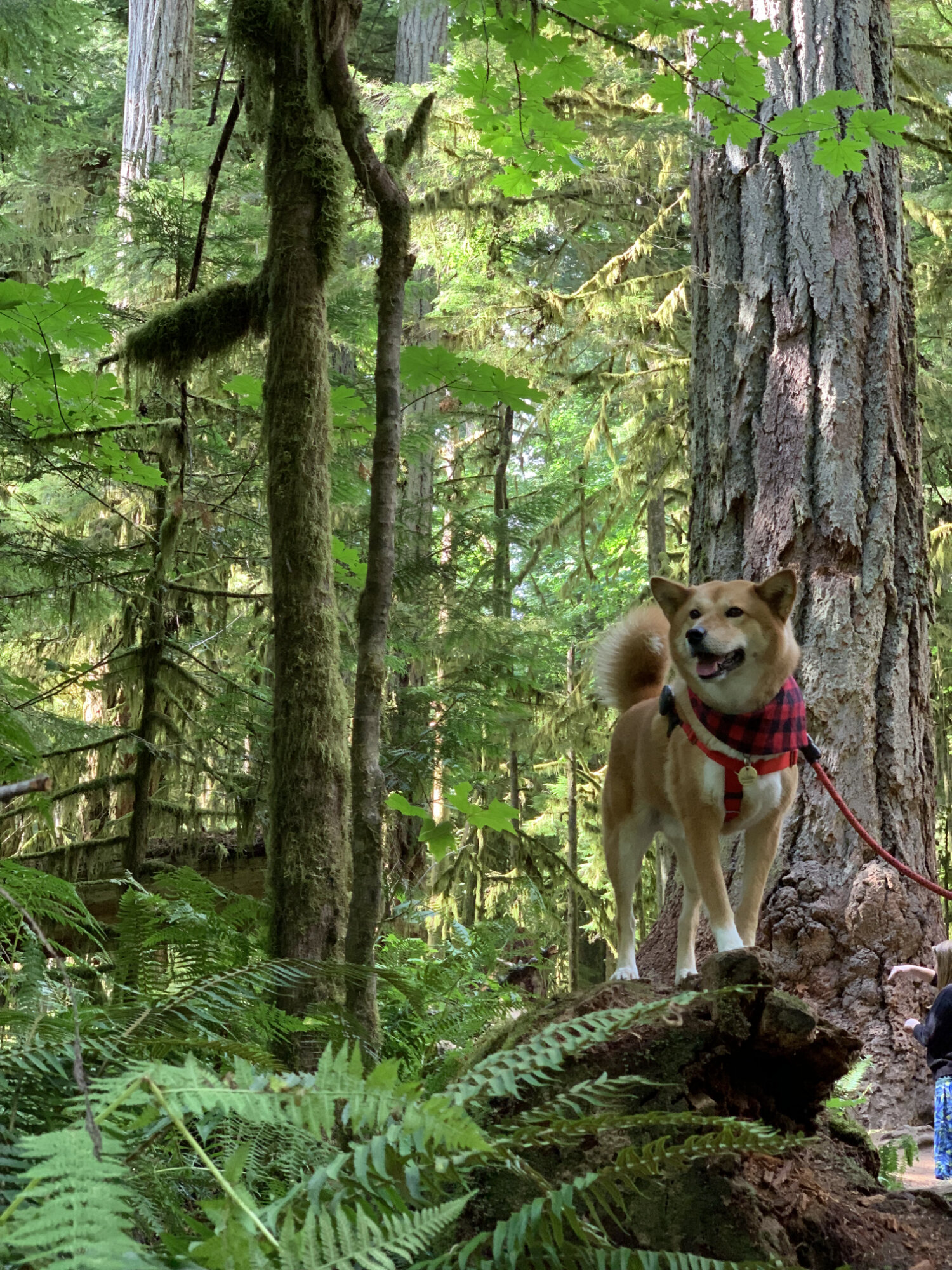Markus standing on top of a fallen tree in Cathedral Grove in MacMillan Provincial Park, British Columbia
