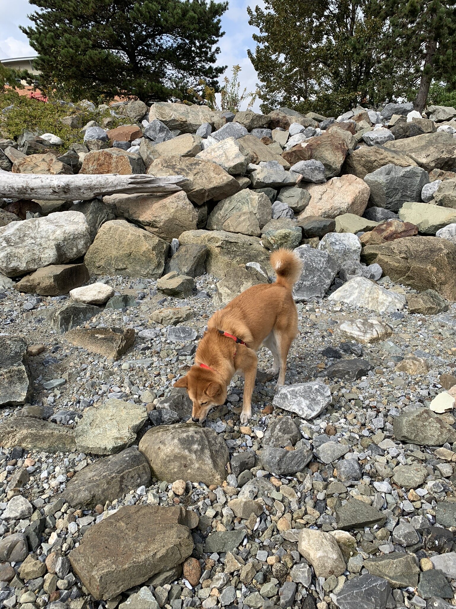 Dog walk area near me online
