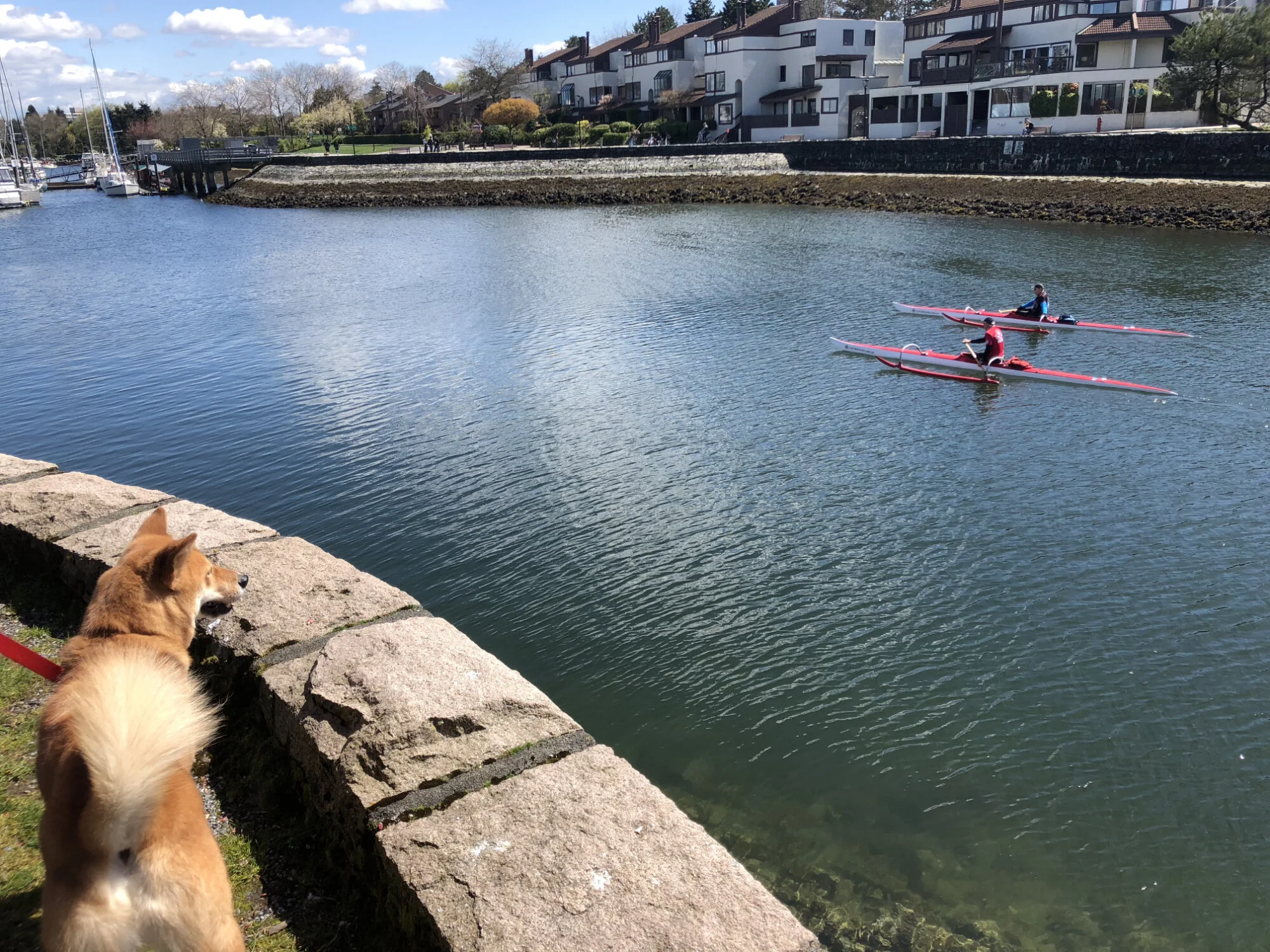 Markus watching kayakers as they row on the side of Granville Island