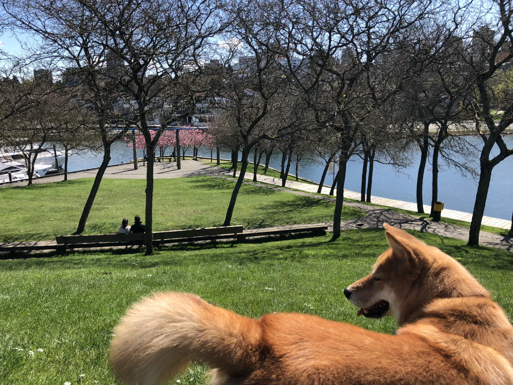 Markus on top of the hill at Ron Basford Park on Granville Island