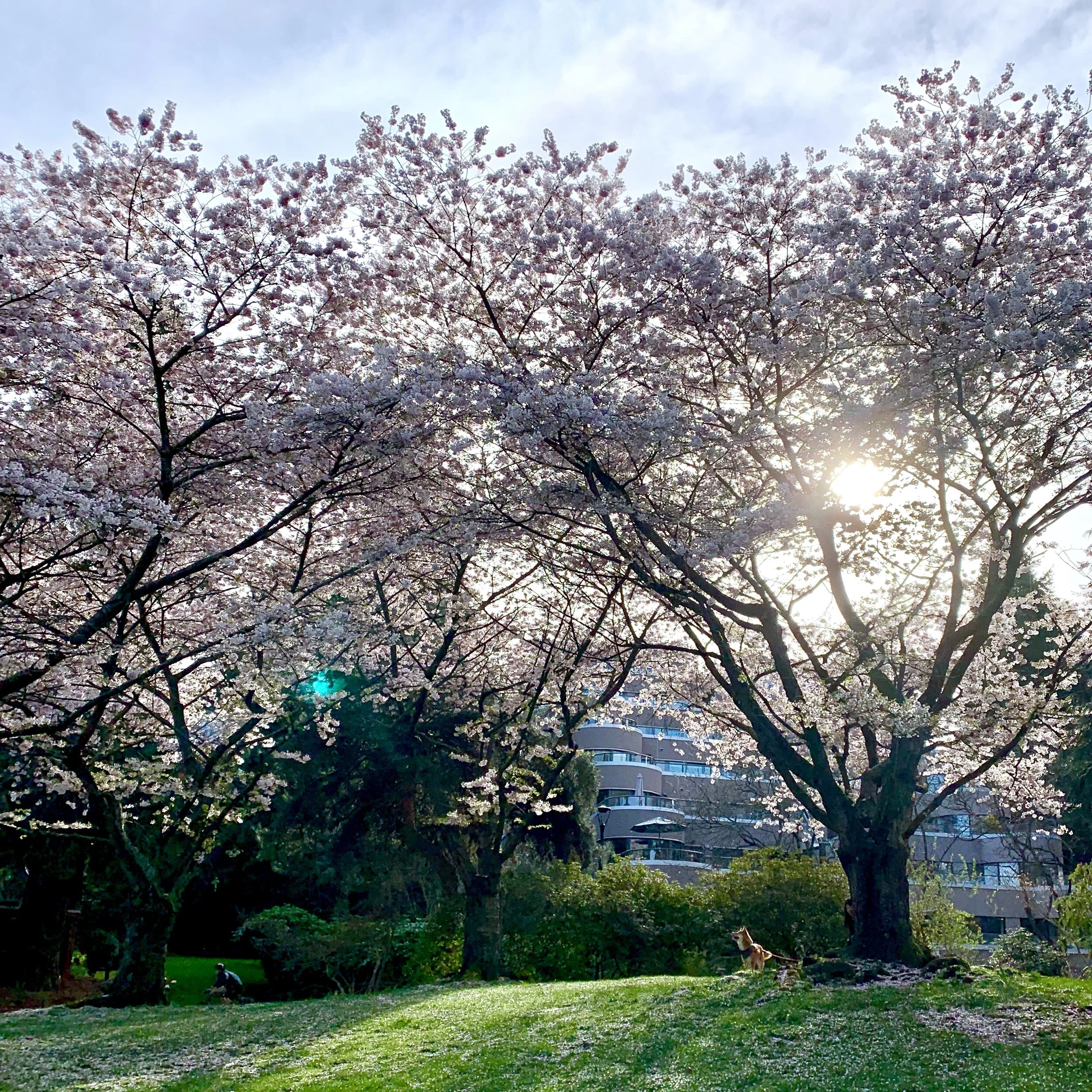 Markus looking up from the bottom of the cherry blossom trees in Granville Island, British Columbia