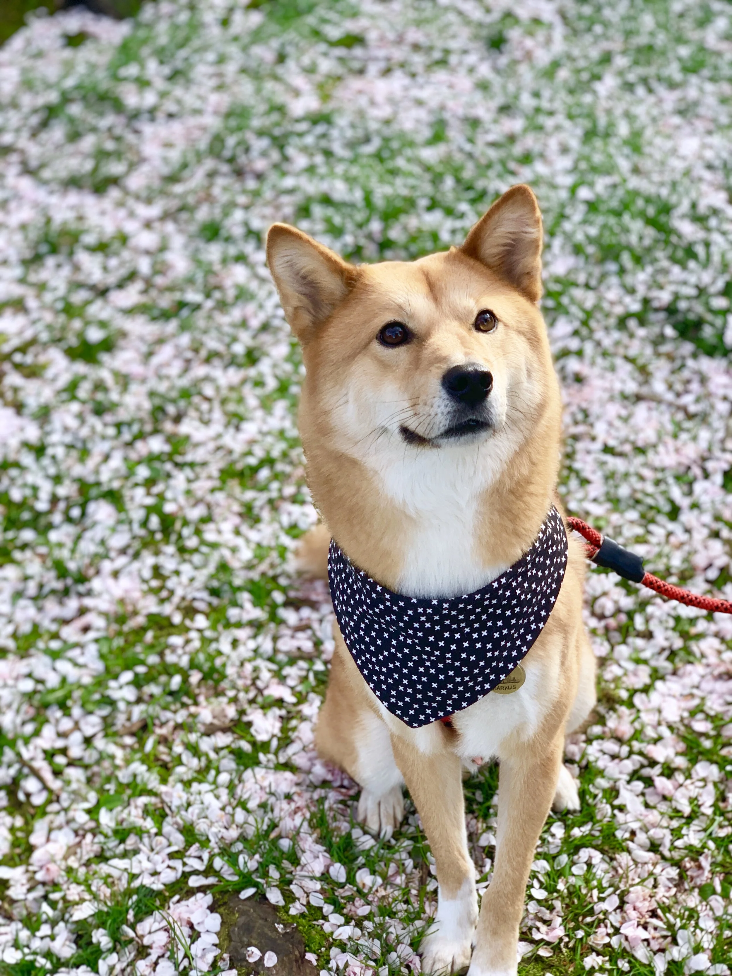 Markus standing on a bed of fallen cherry blossoms leaves at Granville Island