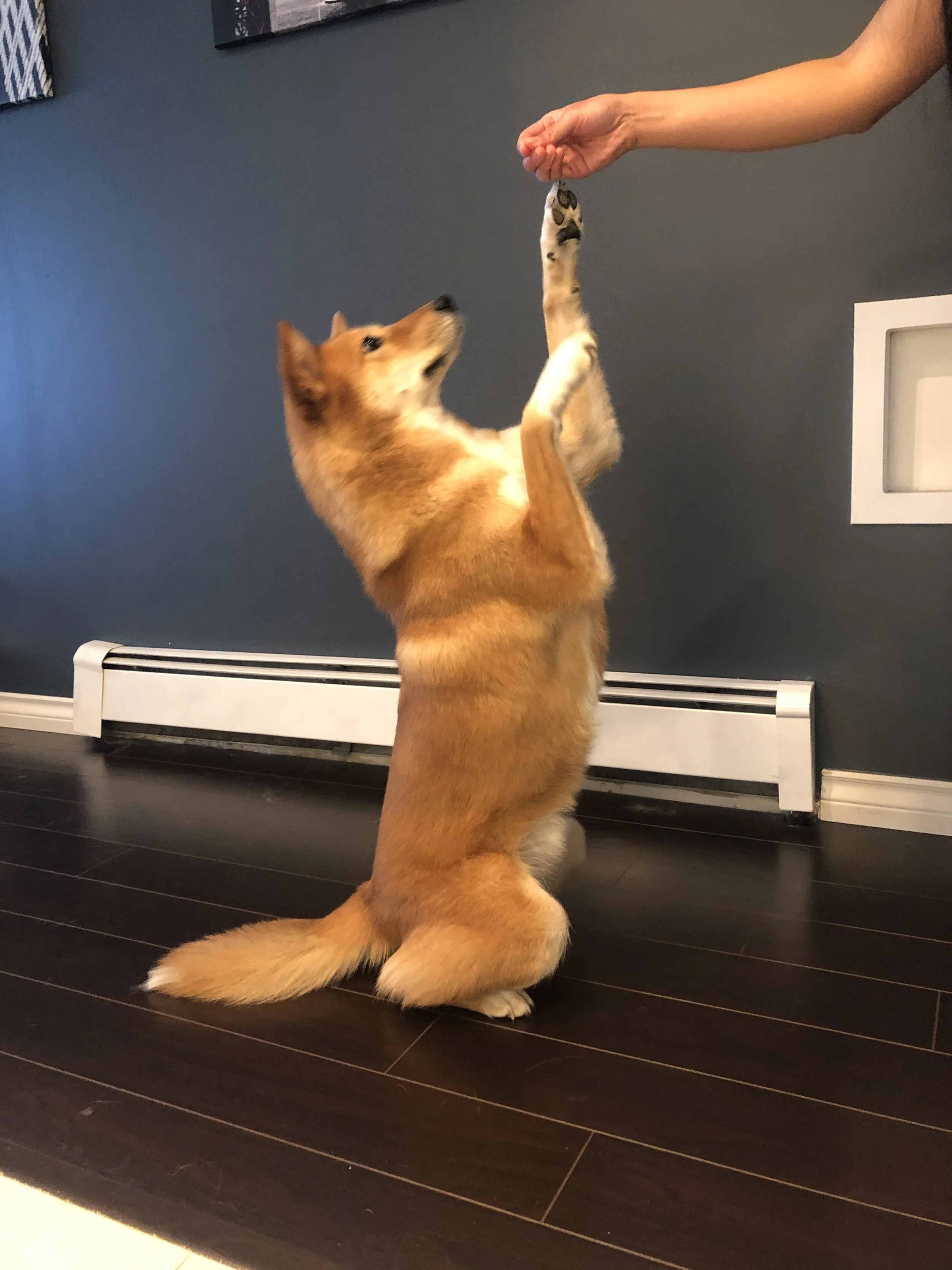 Markus practicing his best meerkat at home with a little bit of assistance