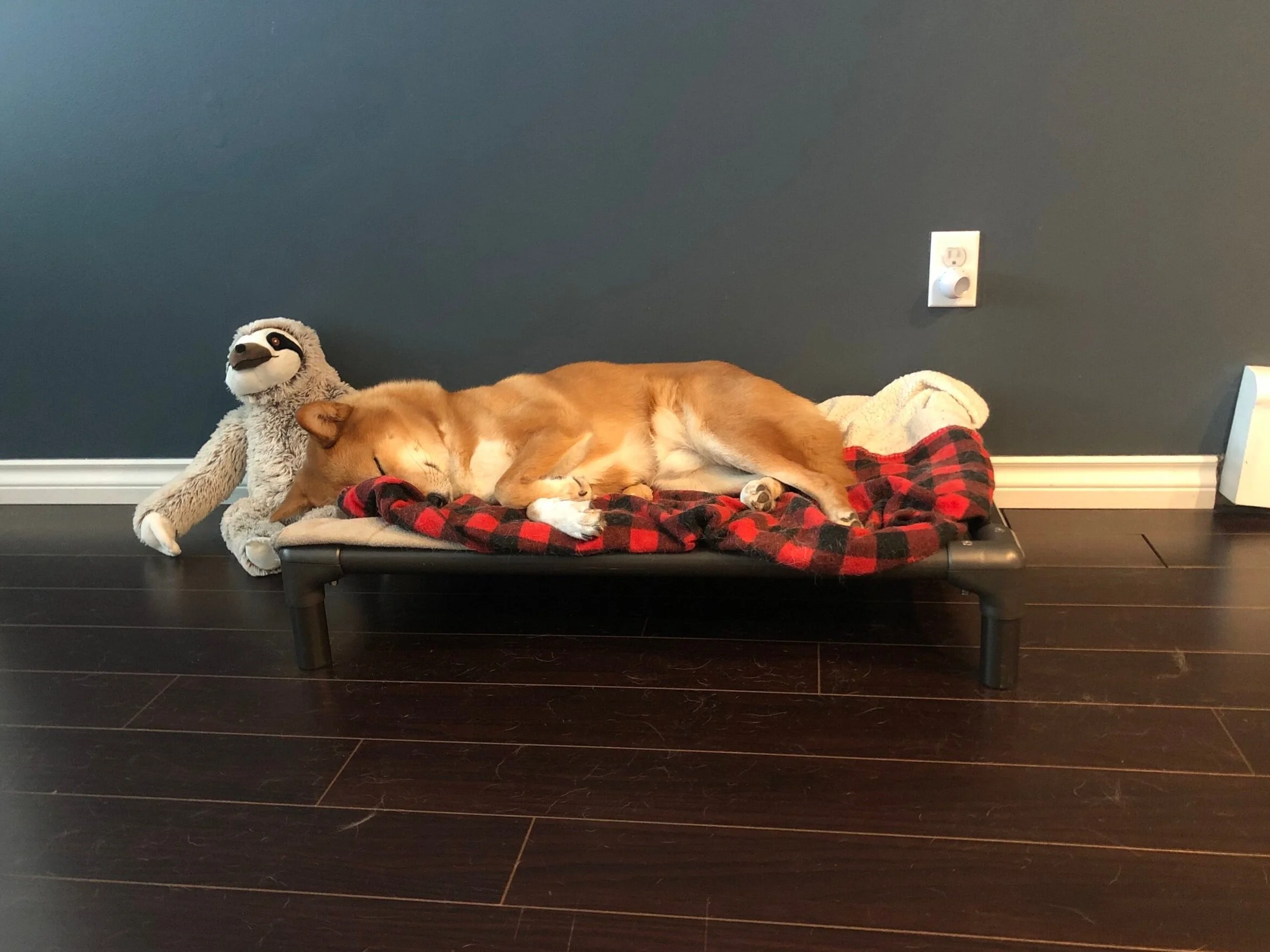 Markus sleeping all sprawled out on his Kuranda bed