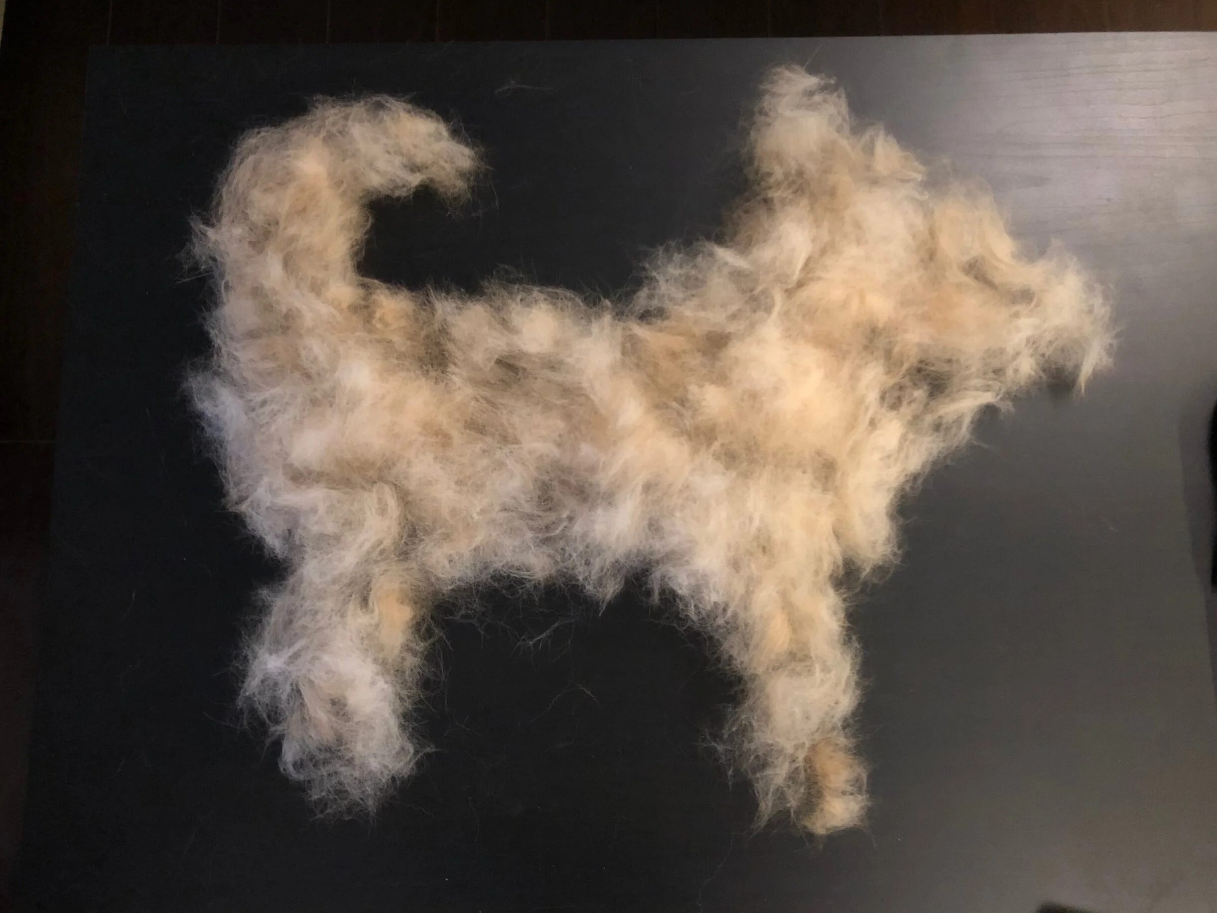 This miniature clone of Markus sculpted from his fur came from 15 minutes of brushing. There was more.