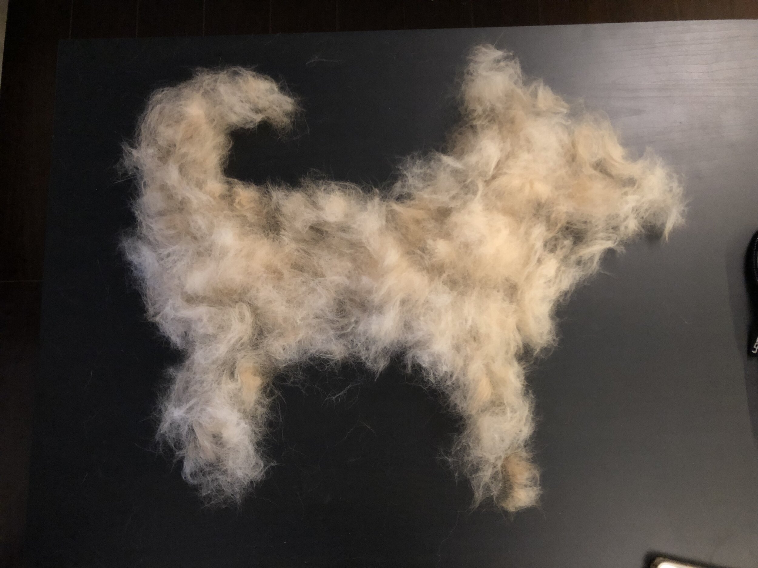 A collection of Markus’ fur after 15 minutes with the FURminator Slicker Brush