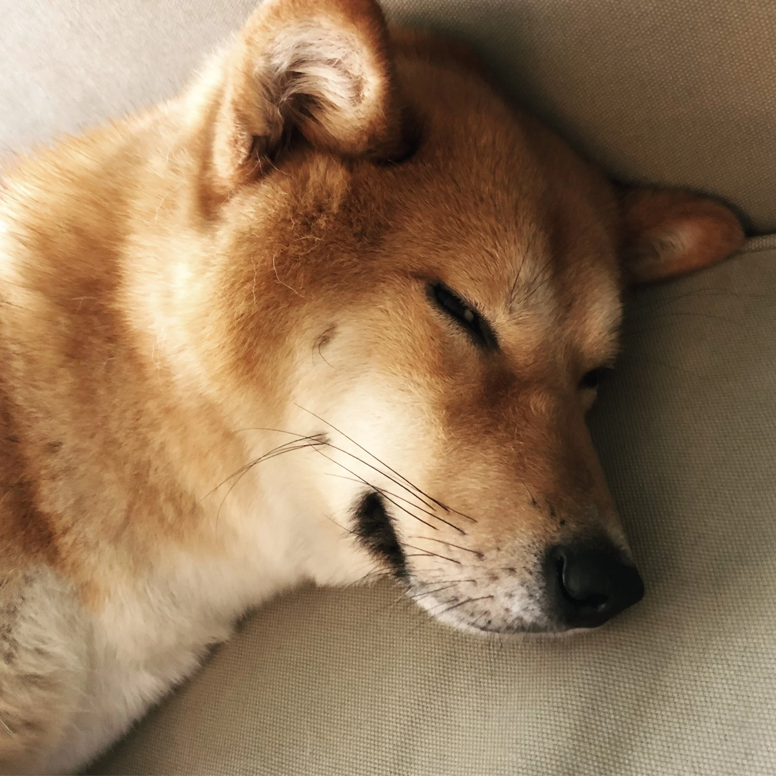 Markus shooting sideways glances at us for doing a review on Grannick’s Bitter Apple Spray