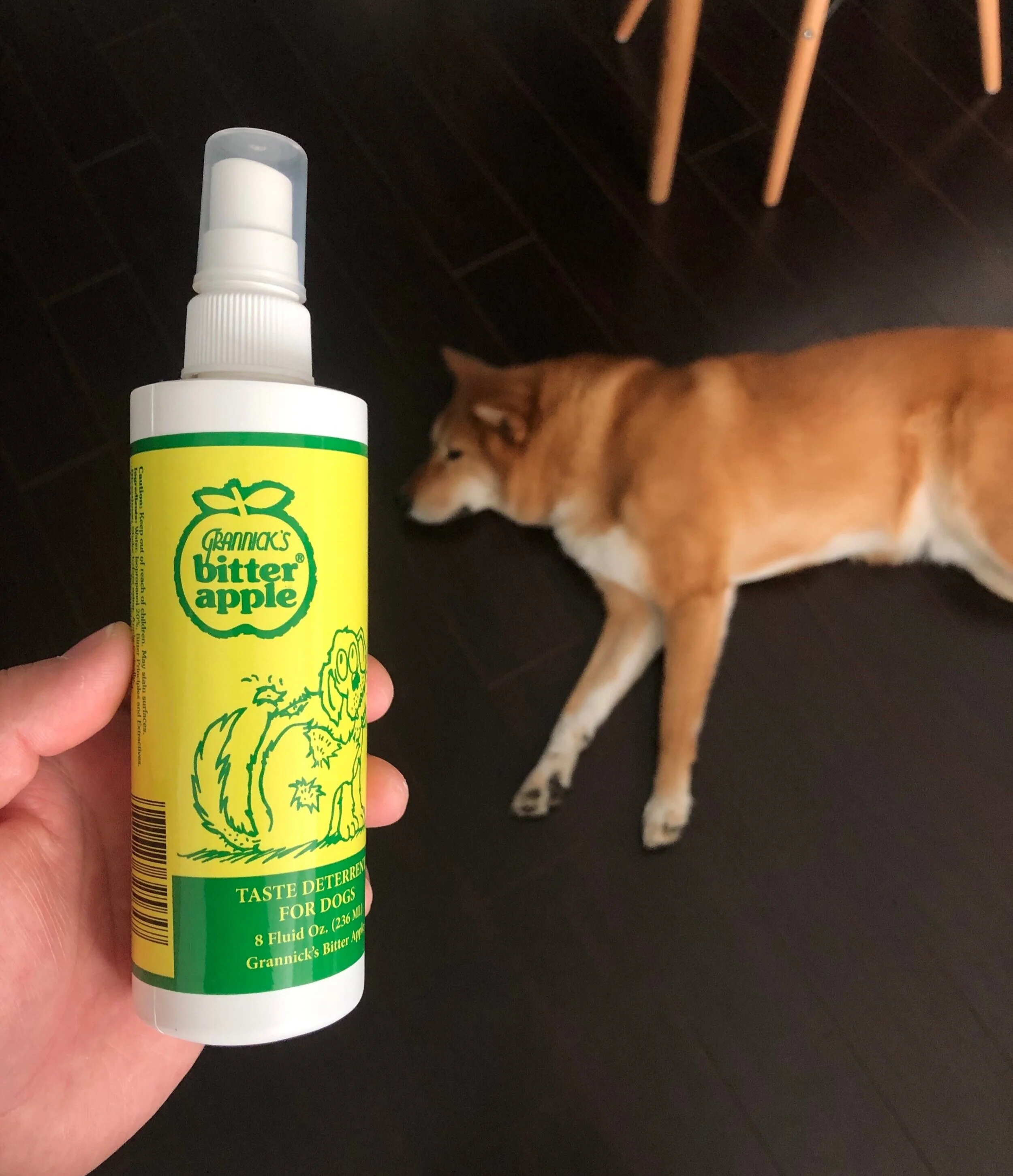 Markus looking unimpressed with a bottle of Grannick’s Bitter Apple Spray