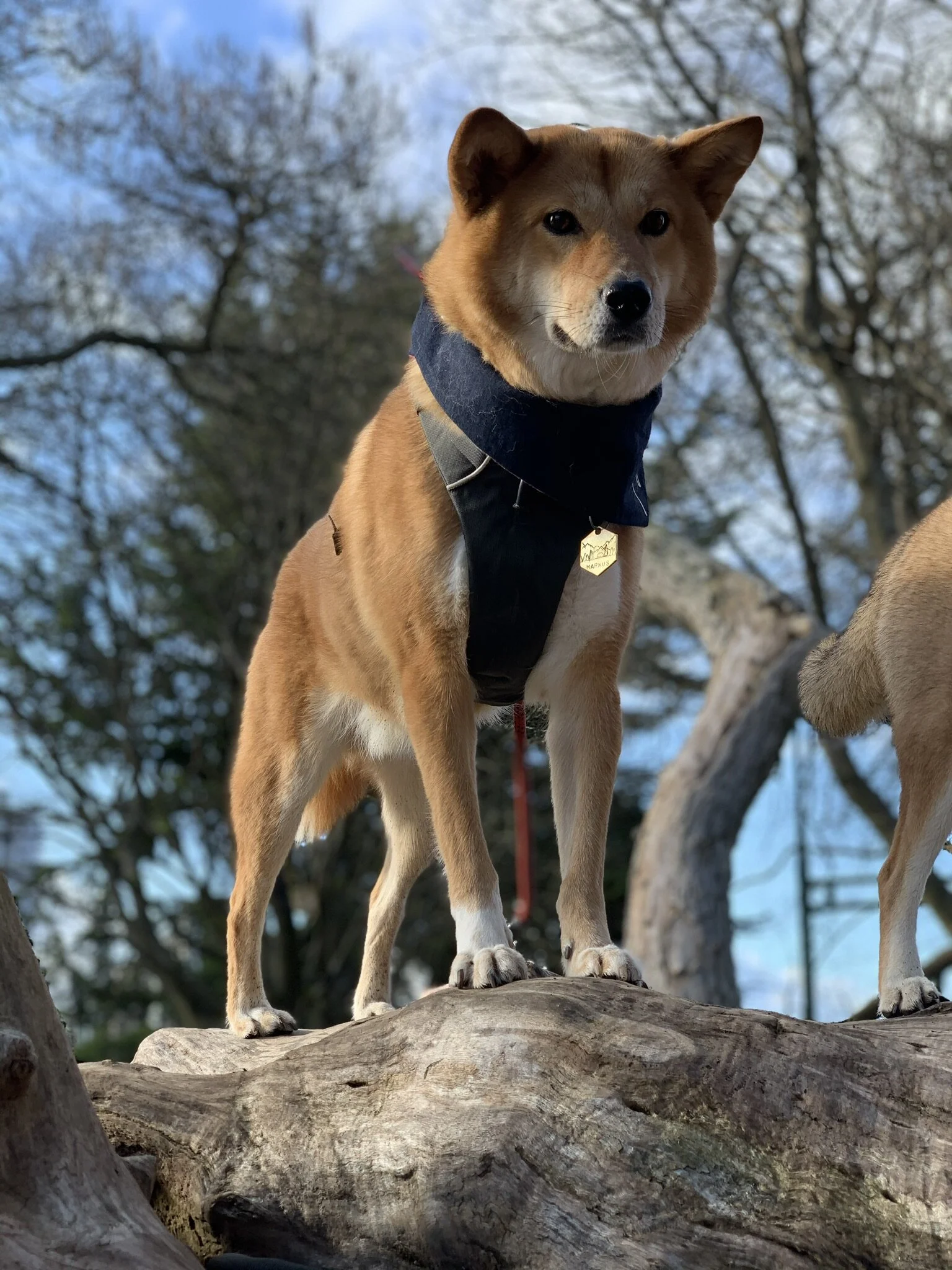 Markus is pretty agile wearing the RUFFWEAR Front Range Harness