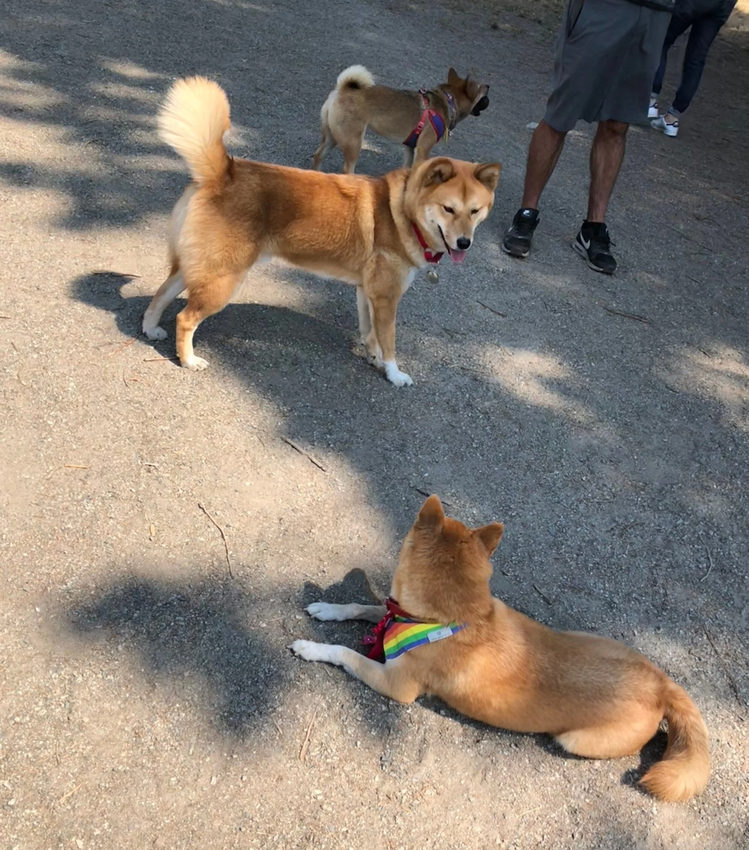 Markus (middle) socializing with other Shibas at David Gray Park