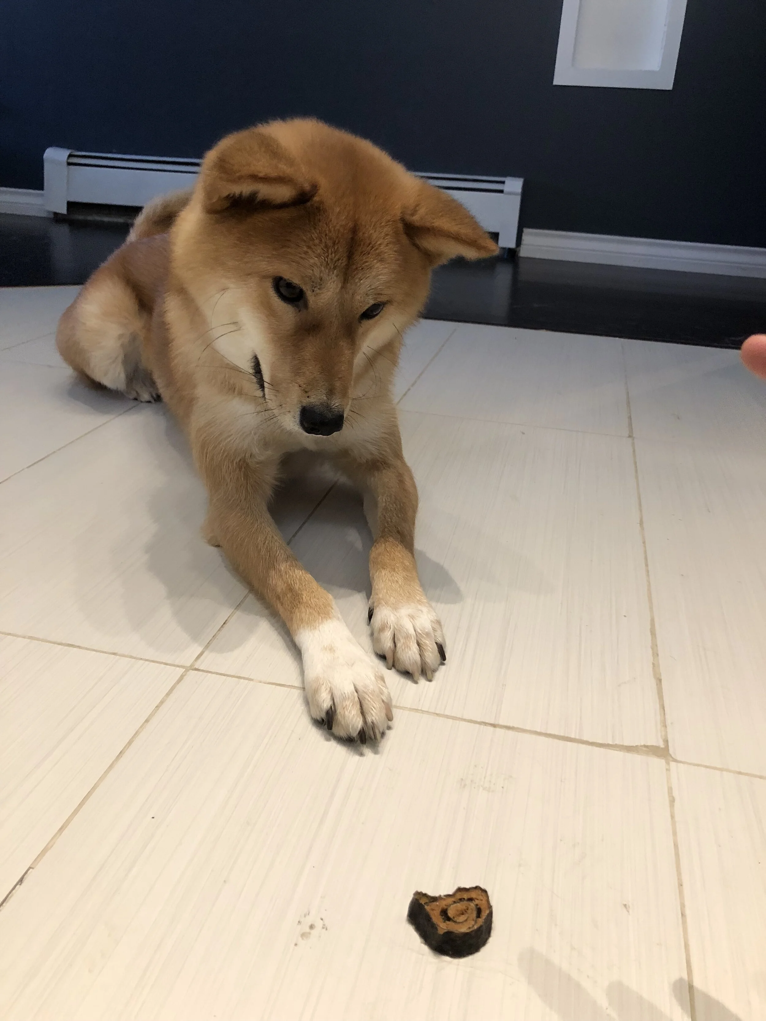 Markus practicing the wait command with a  Snack 21 Salmon Sushi Roll