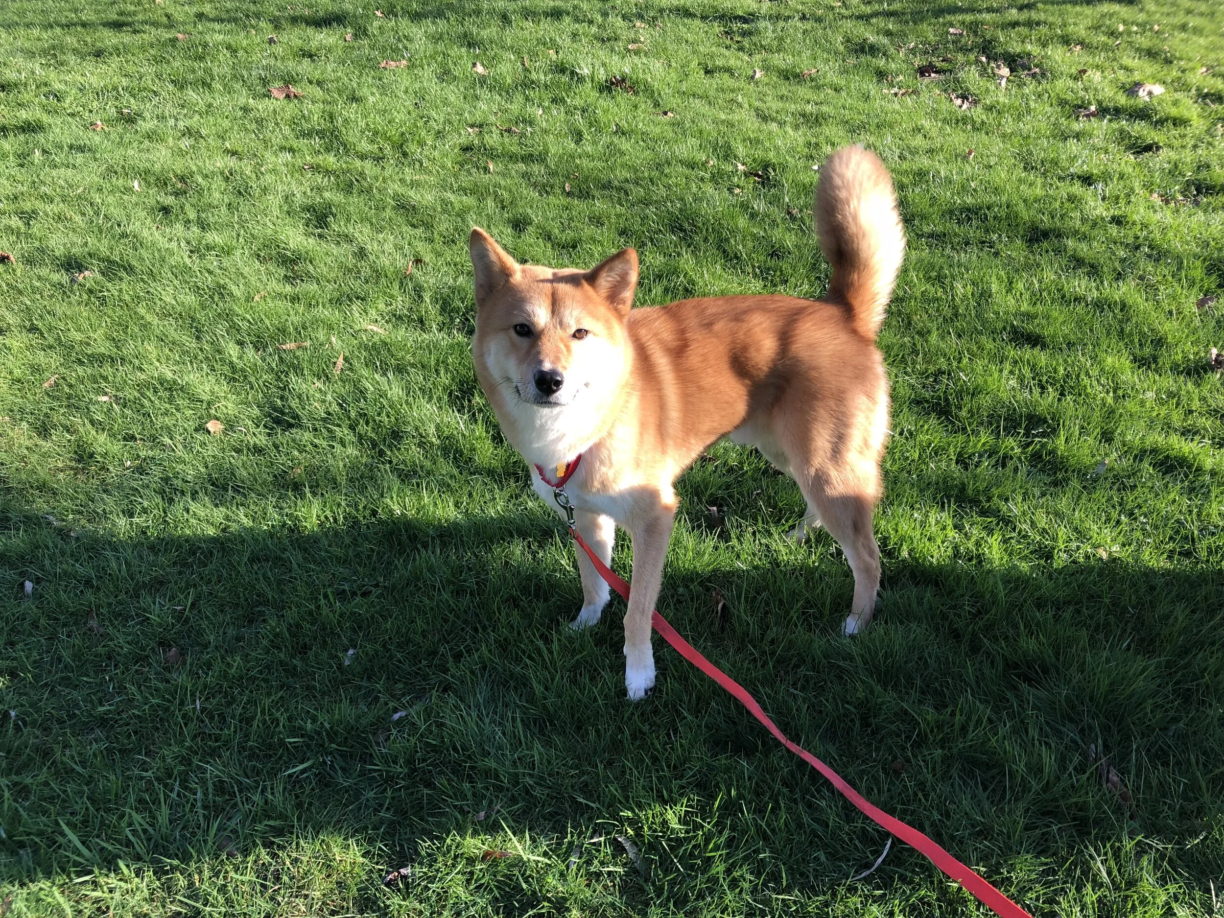 Markus playing on an open field with the  50-foot long leash