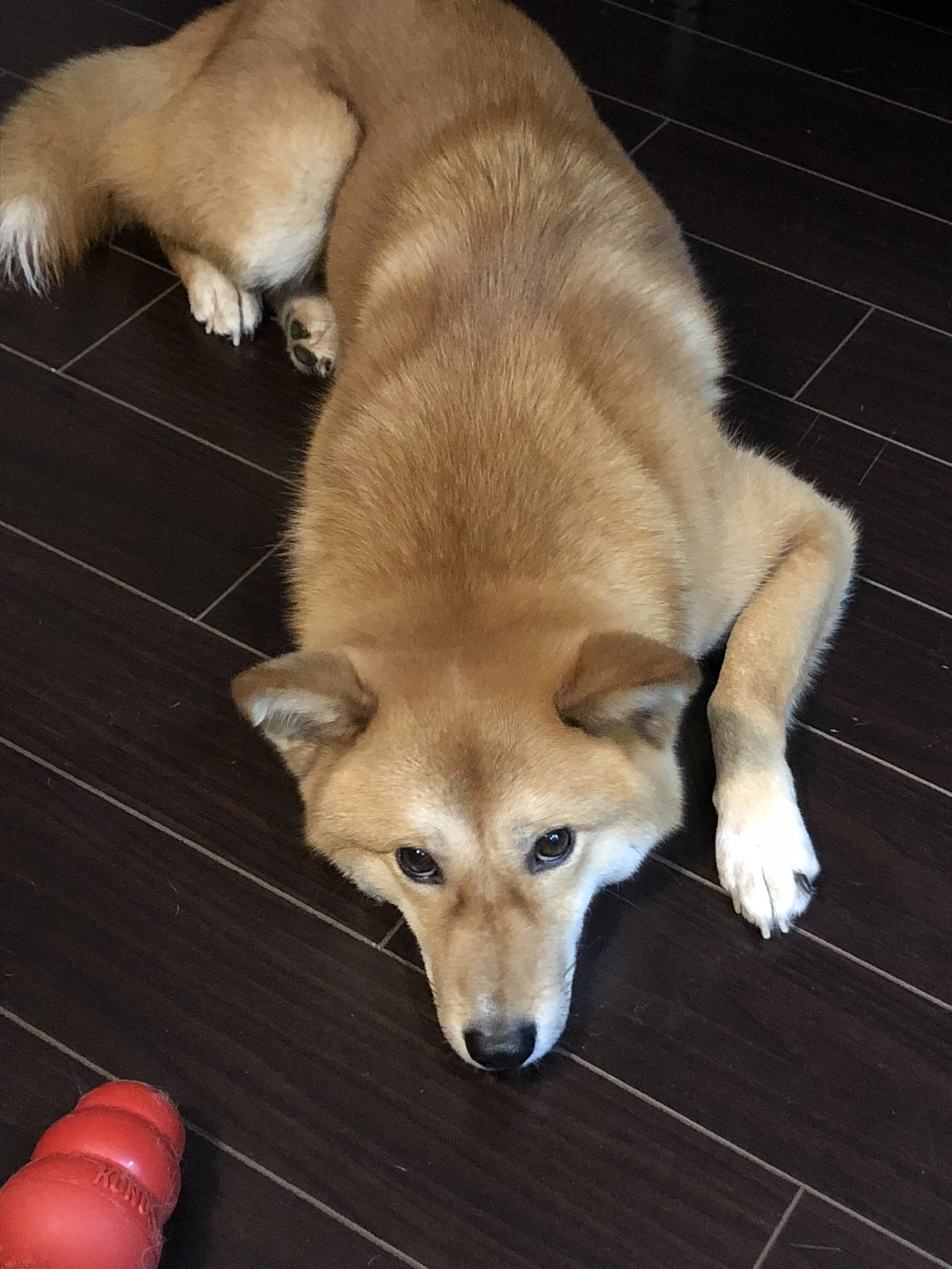 Markus looking sad that there aren’t anymore treats in his  Kong Wobbler