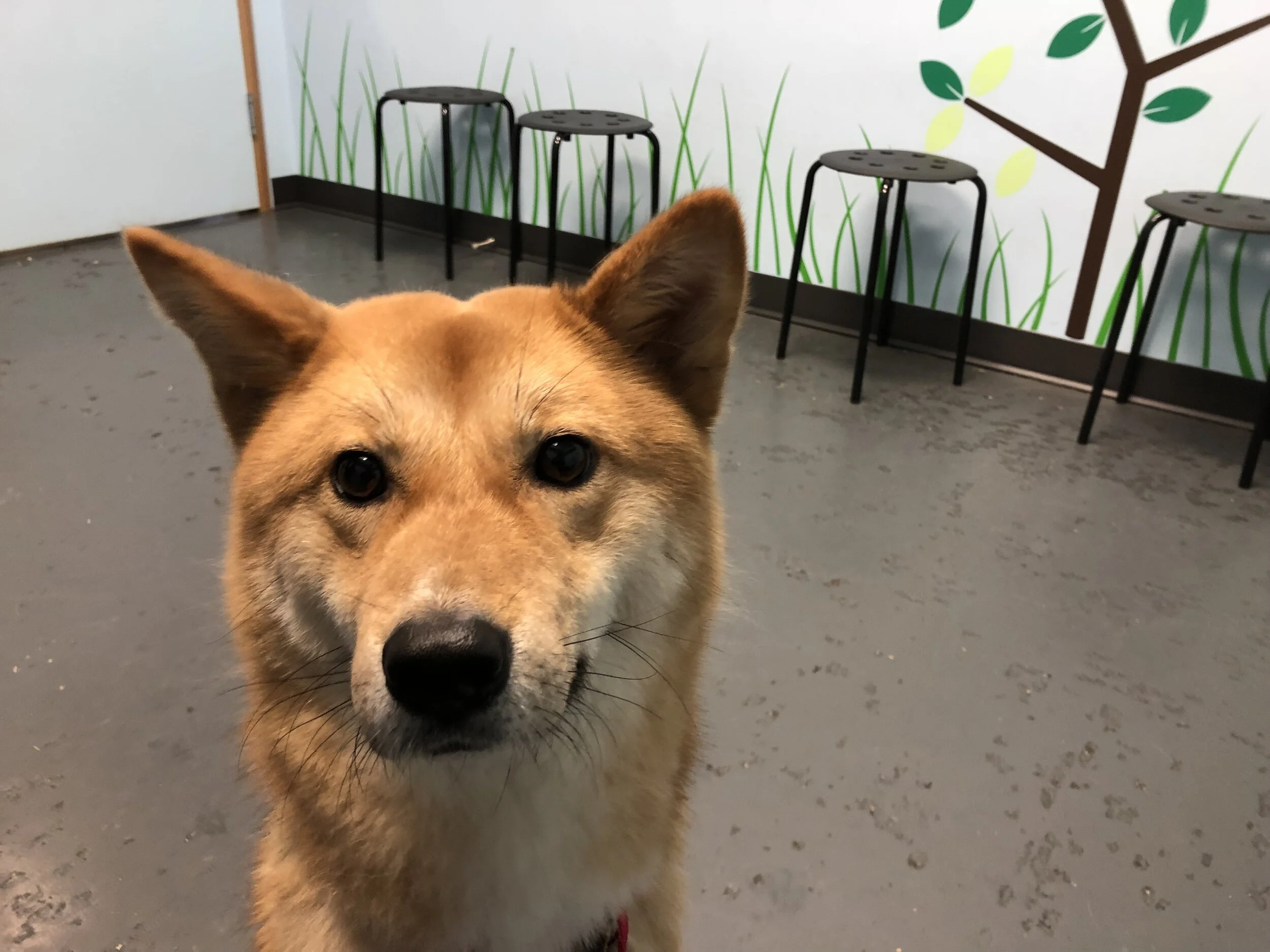 Markus posing for a picture at doggy training before all the other dogs arrived